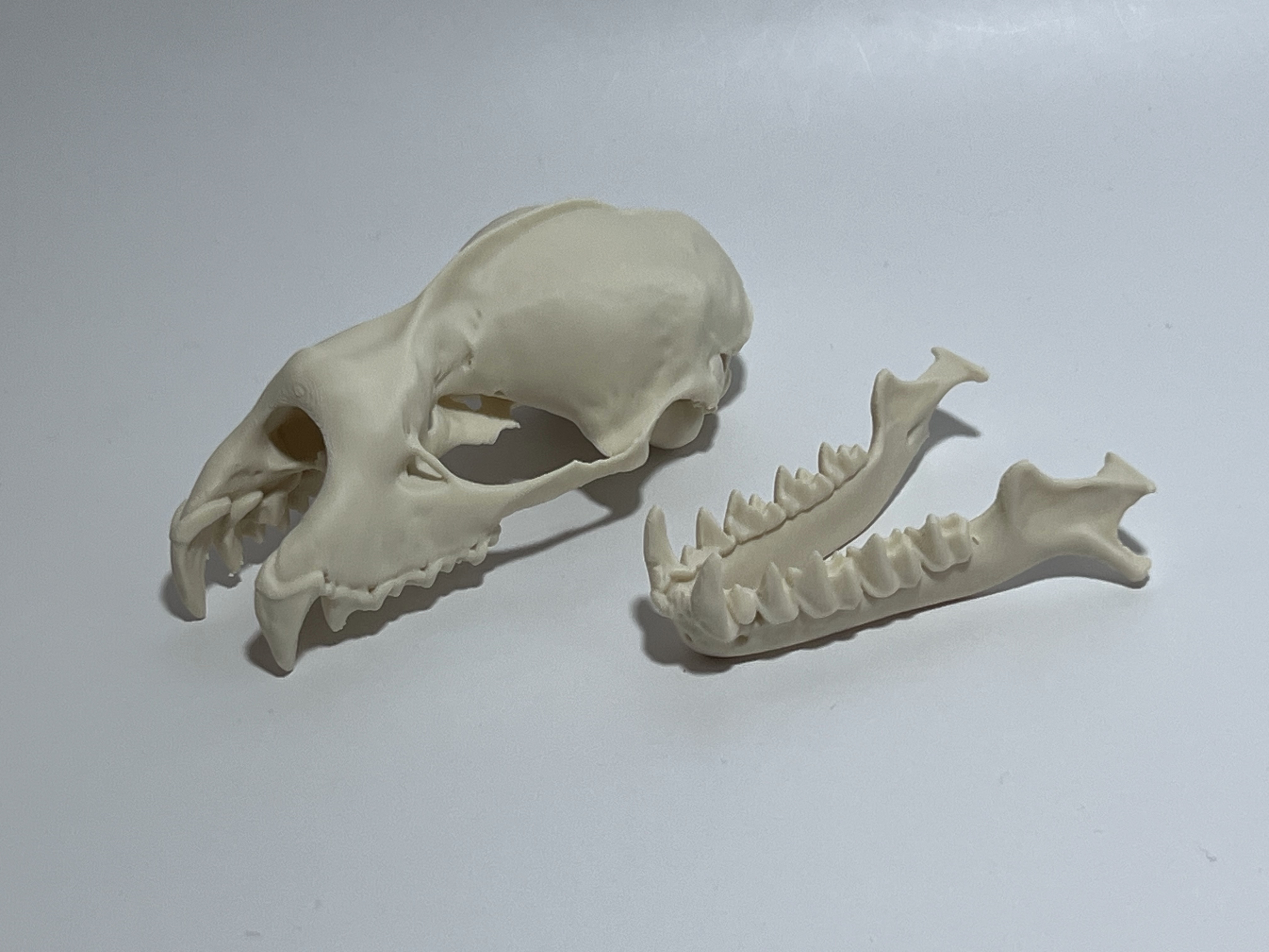 Greater Horsehoe Bat Cranium and Mandible