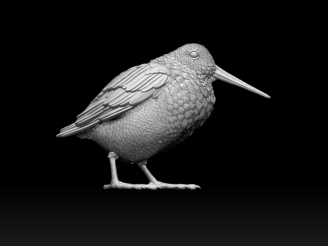 woodcock