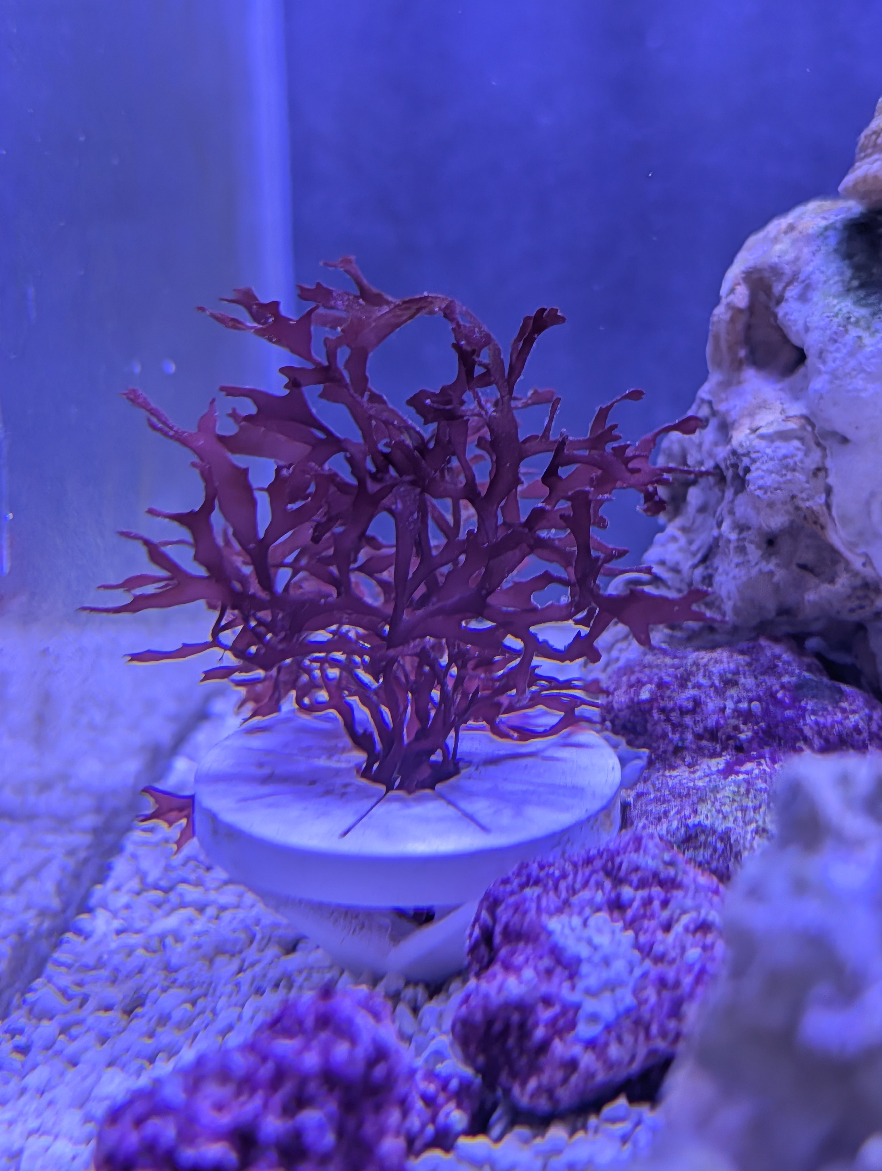 Macro Lock -  Algae Hold Down 3D model