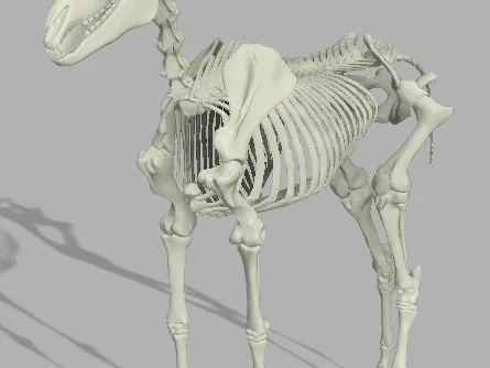 Unicorn (and horse) Skeleton and Unicorn Skull