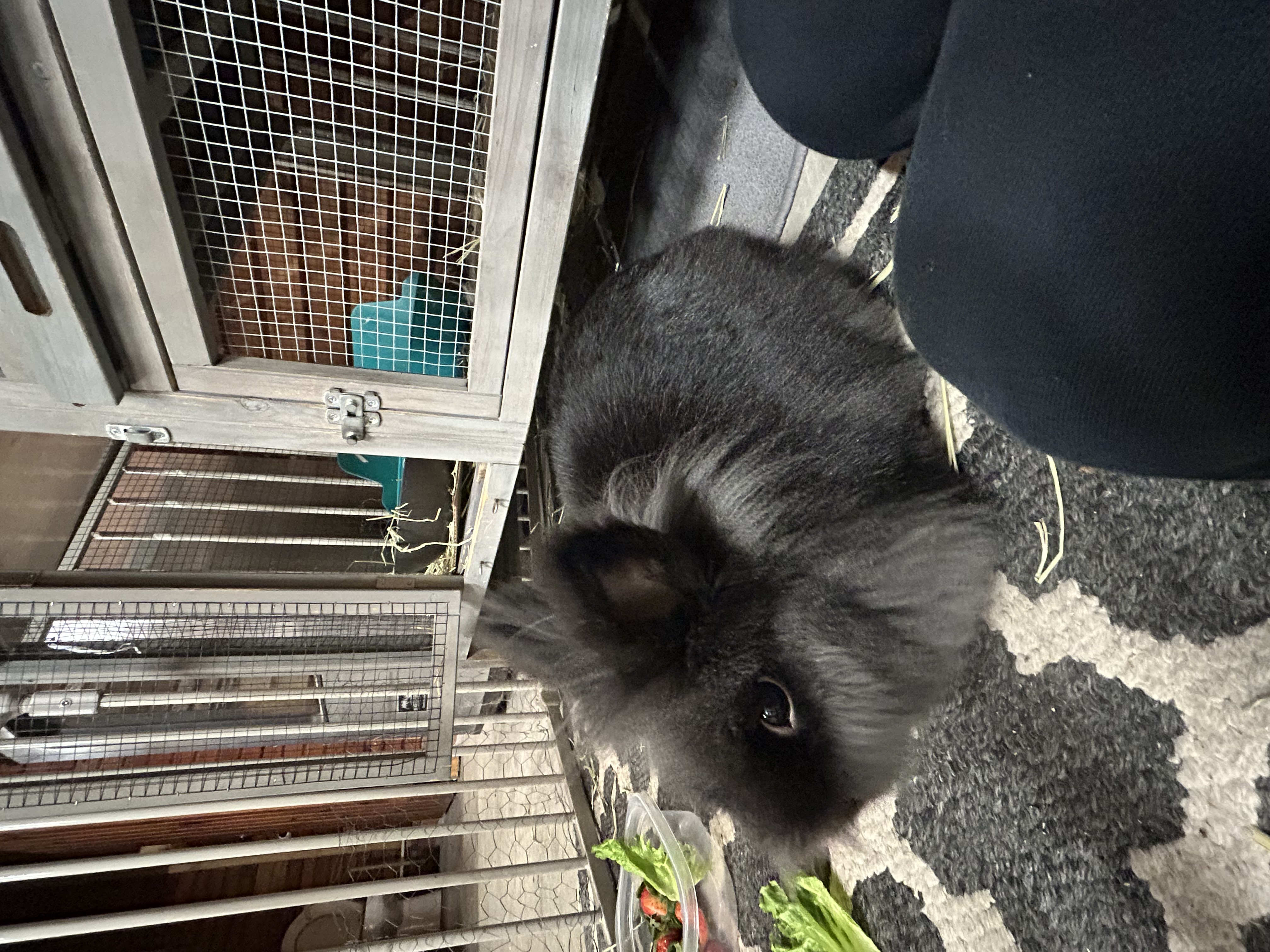 Burt the rabbit