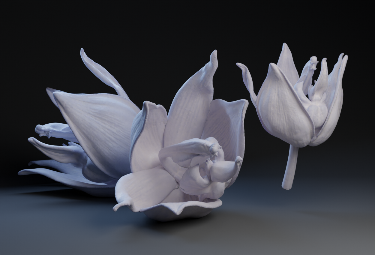Orchid