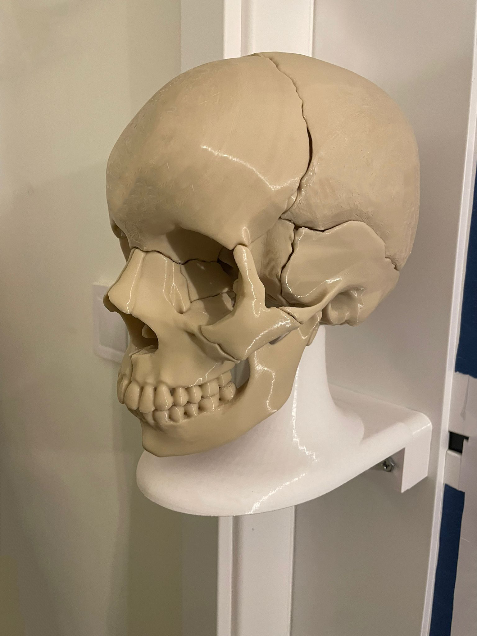 Wall Mount for Full Size Anatomically-Correct 18-Piece Magnetic Human Skull