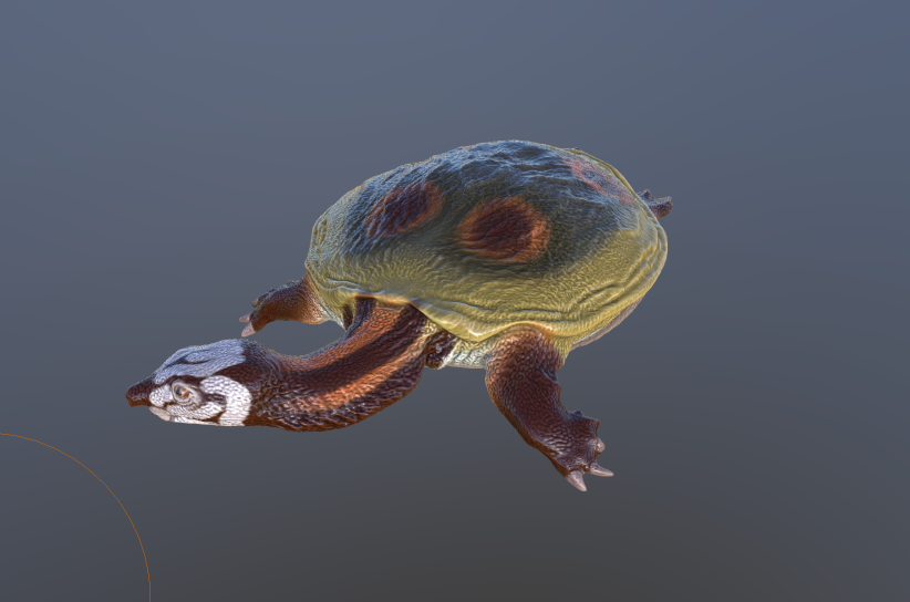 Axestemys — thumbnail 2