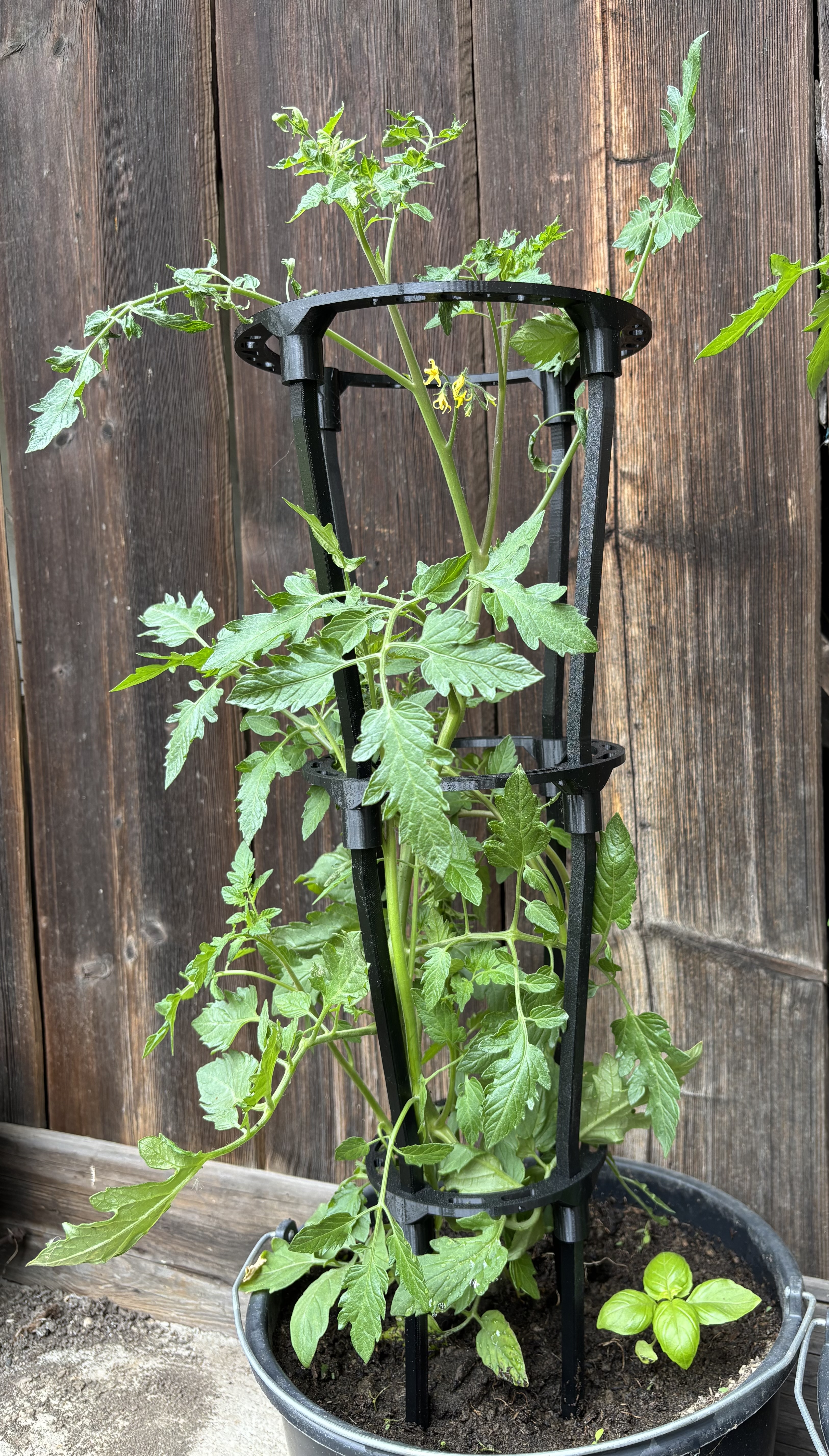 Durable (cherry) tomato plant support / odolná podpora (keříkových) rajčat