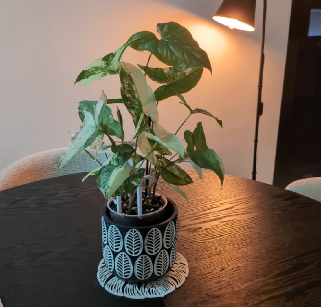 Miniatura 2 do modelo 3D Monstera Leaf: Dining Table Mat + Coasters.