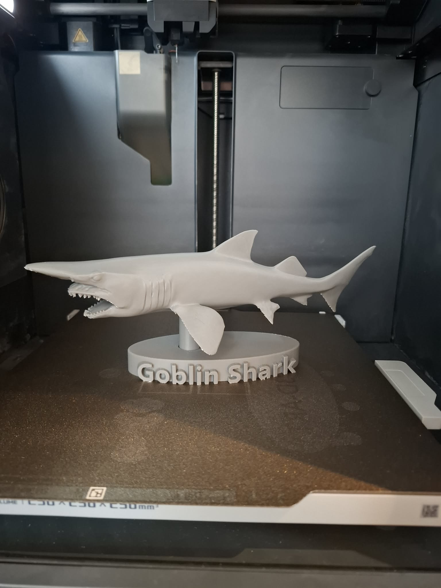 Goblin Shark – Rare Prehistoric Fossil
