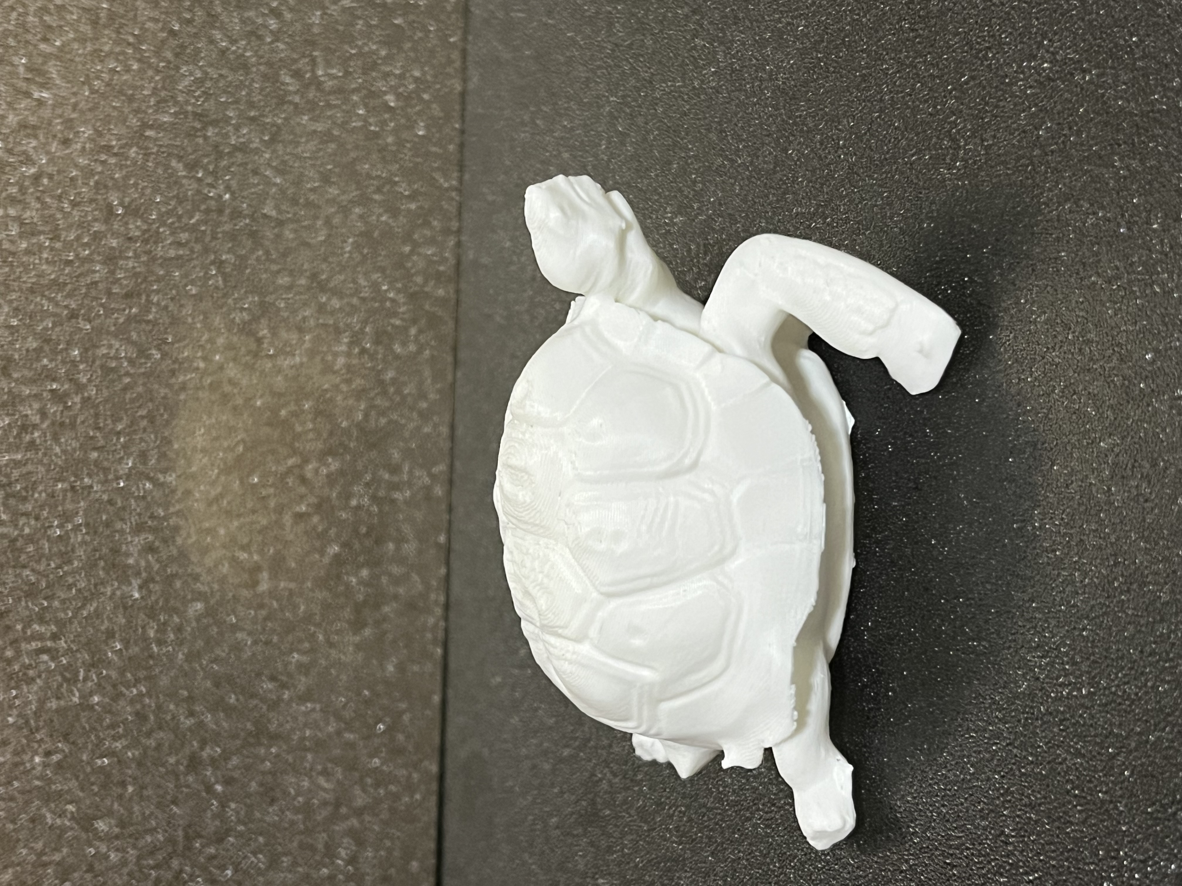 Tortoise2