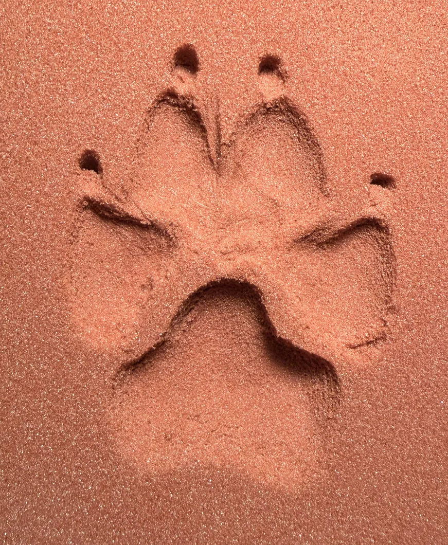 Paw Print