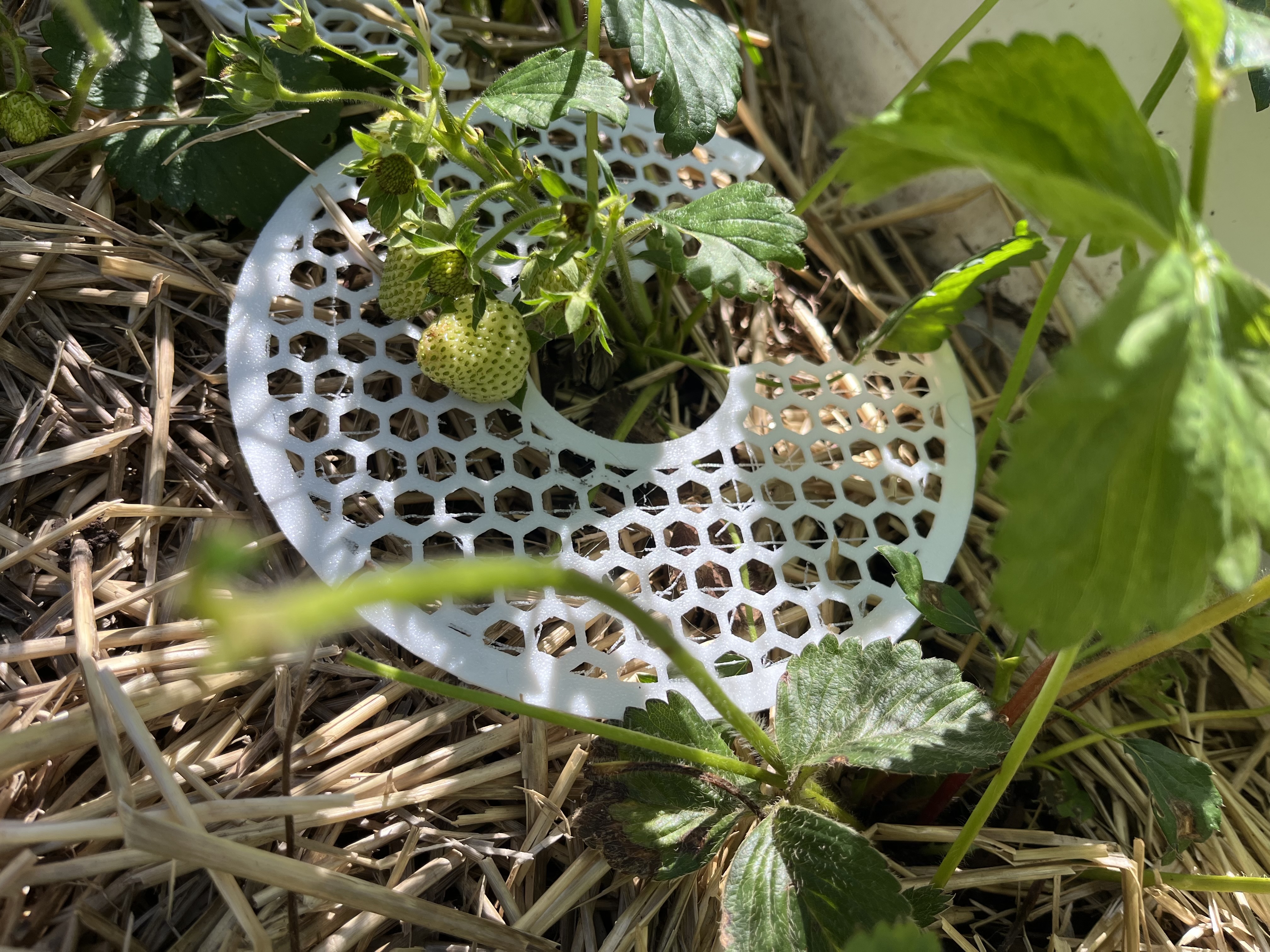 Strawberry plant support