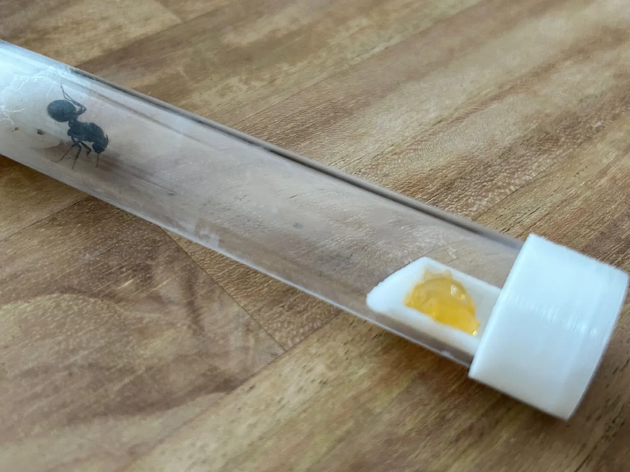 Ant test tube feeder by dsw73 | Download free STL model | Printables.com