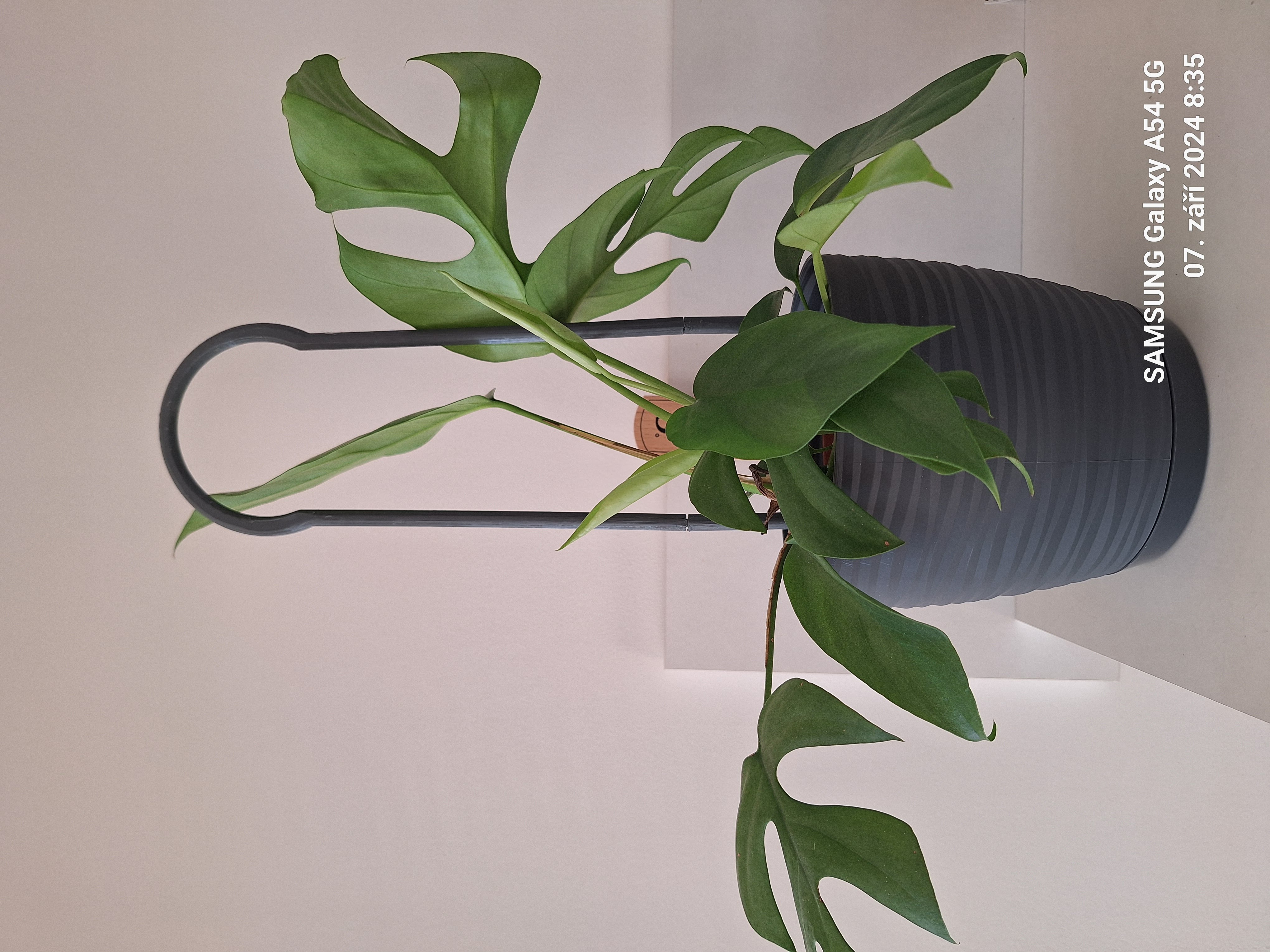 Tyč na podporu kytky / A rod to support the growth of the flower
