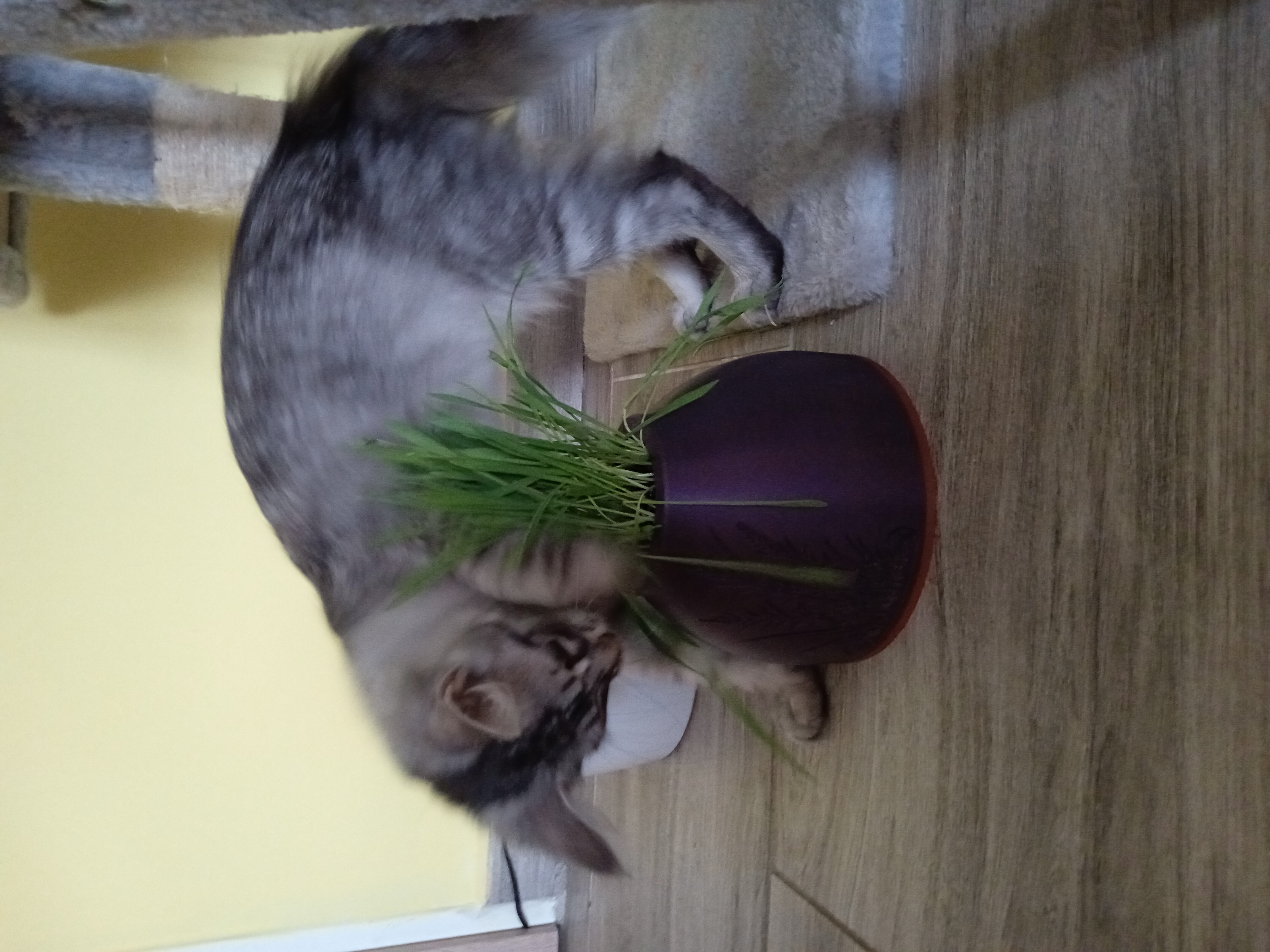 Cat Grass