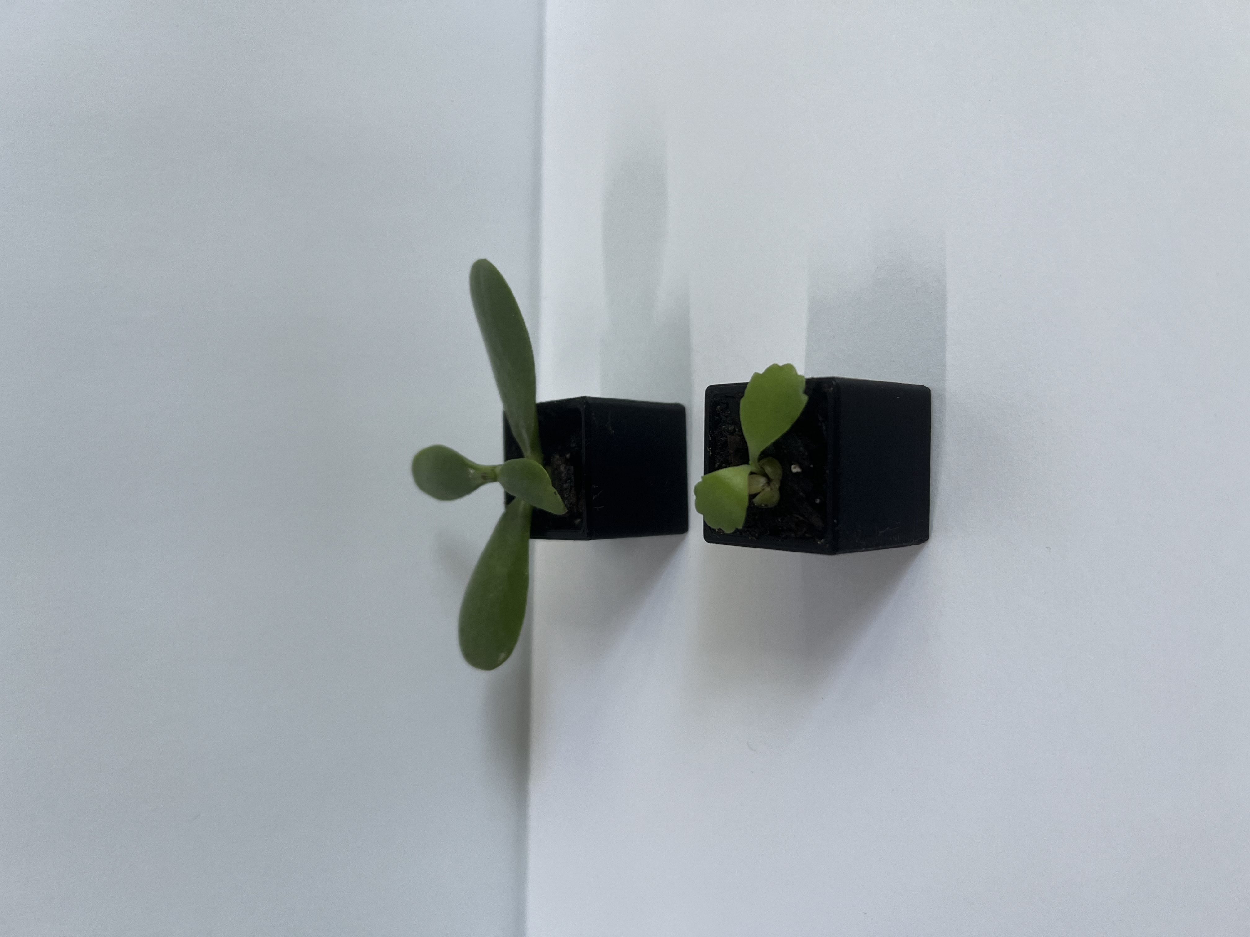 Mini Succulent Planter Cube