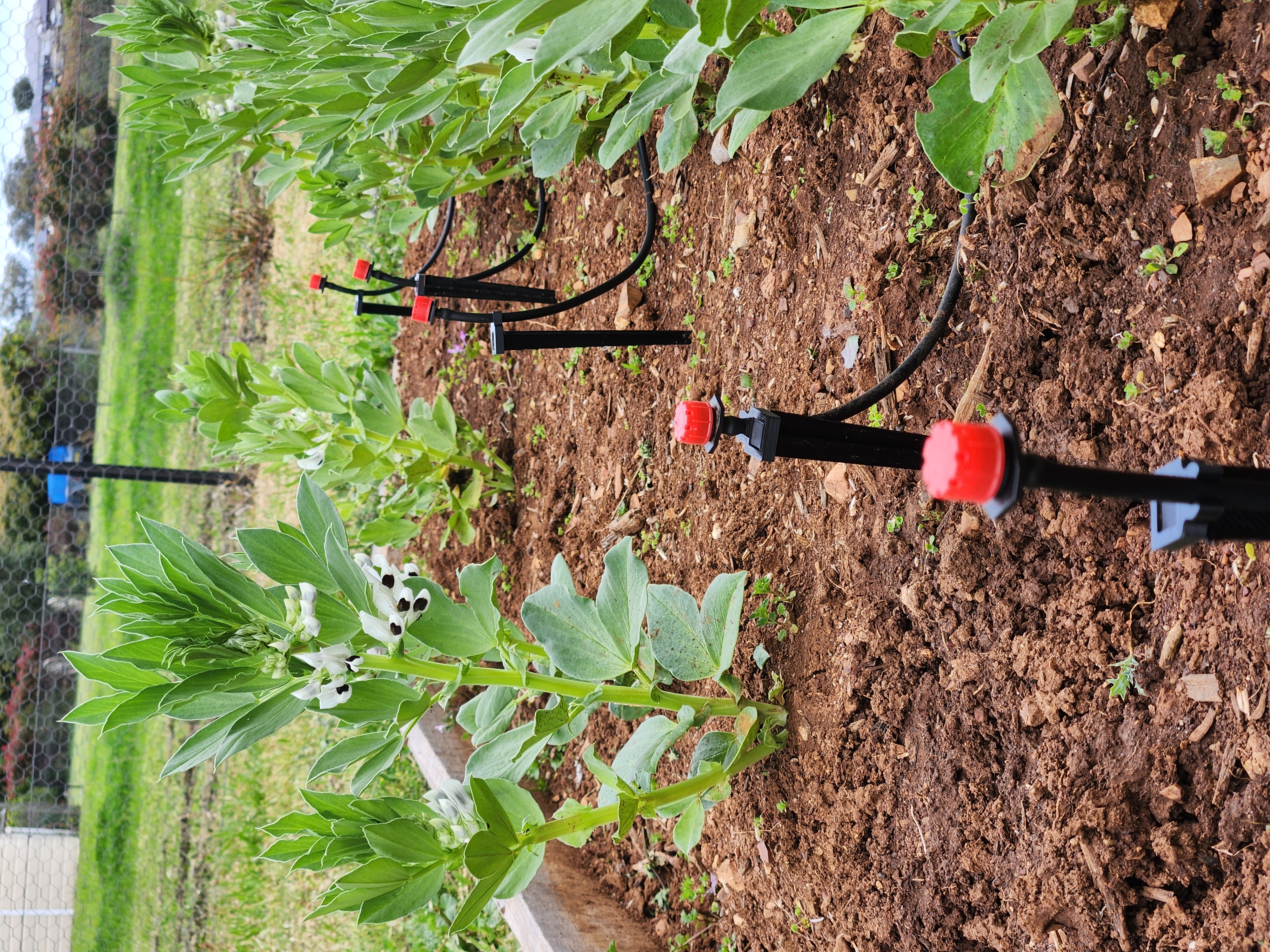 Garden Irrigation Spike