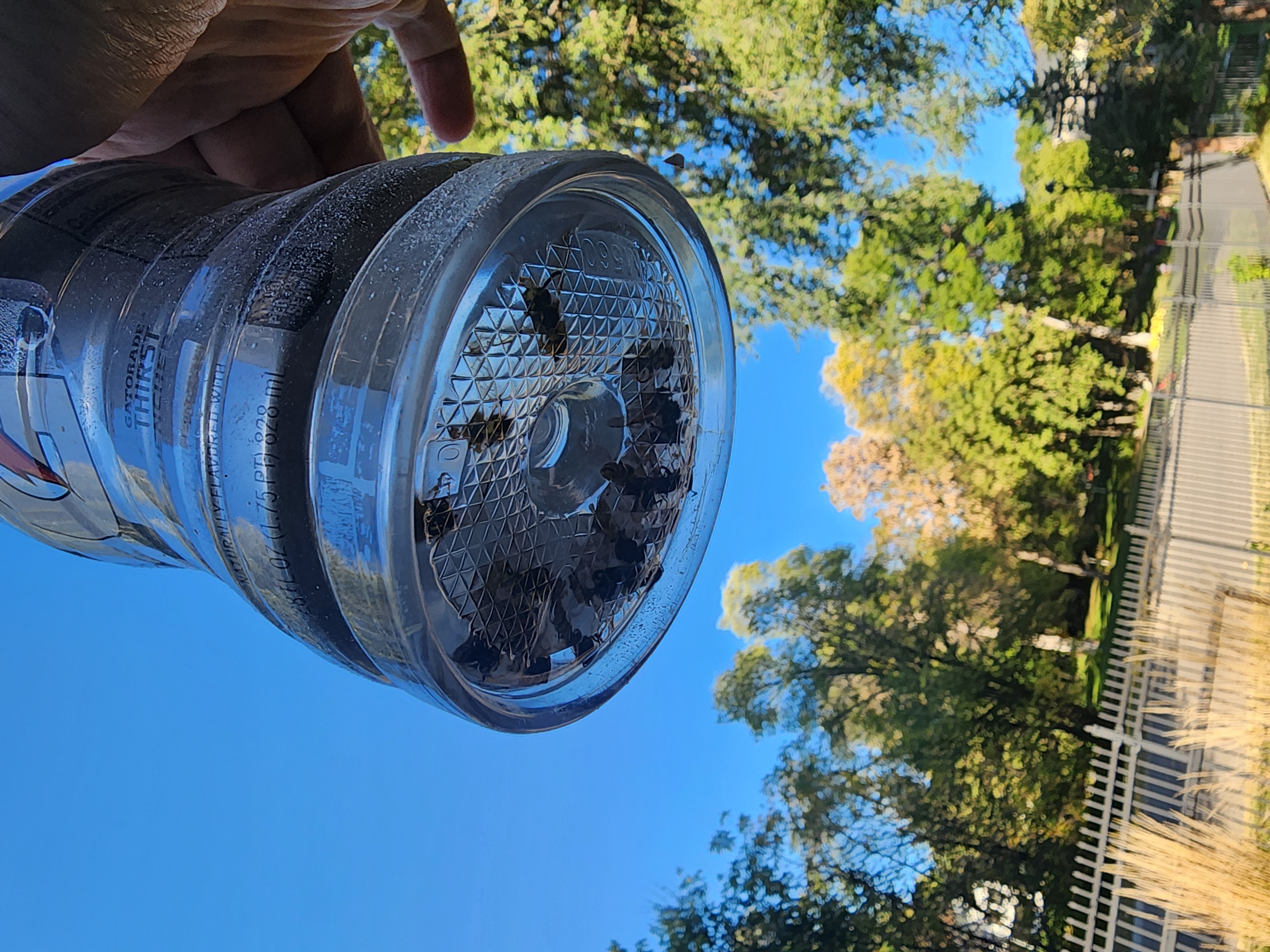 Gatorade Wasp Trap — thumbnail 2