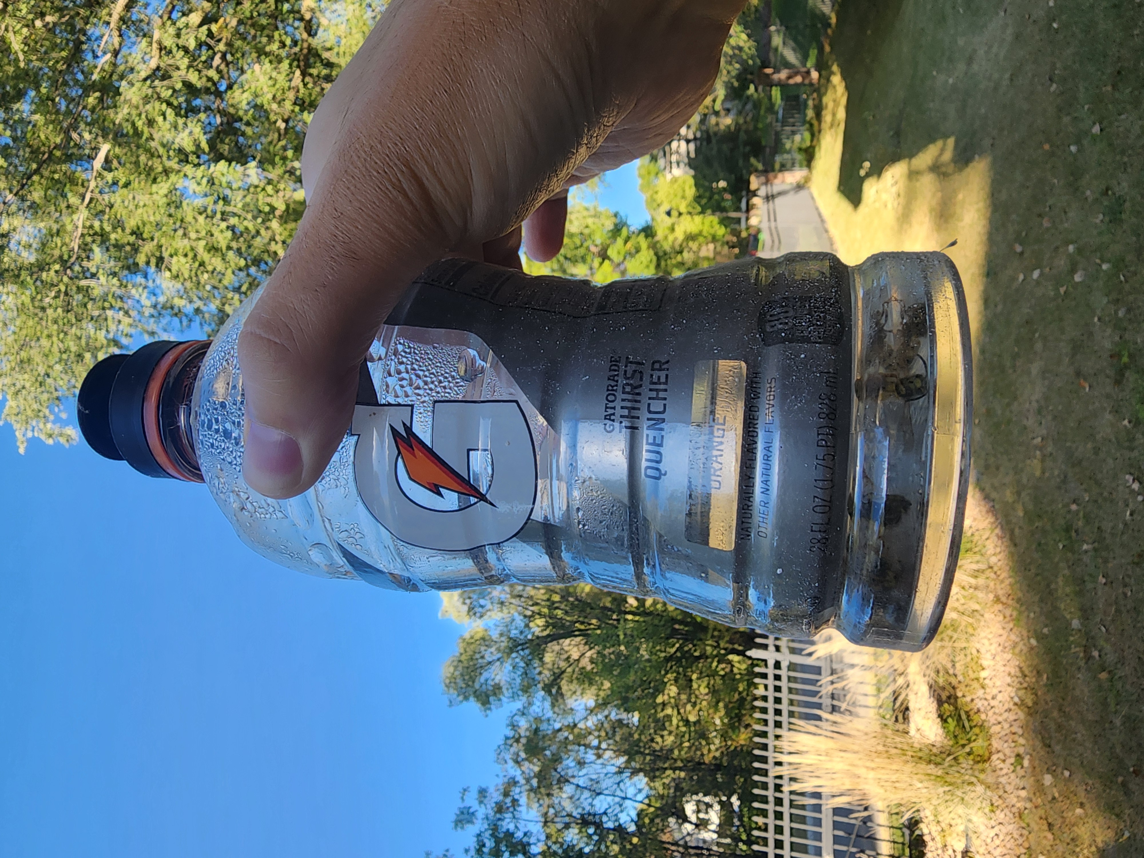 Gatorade Wasp Trap