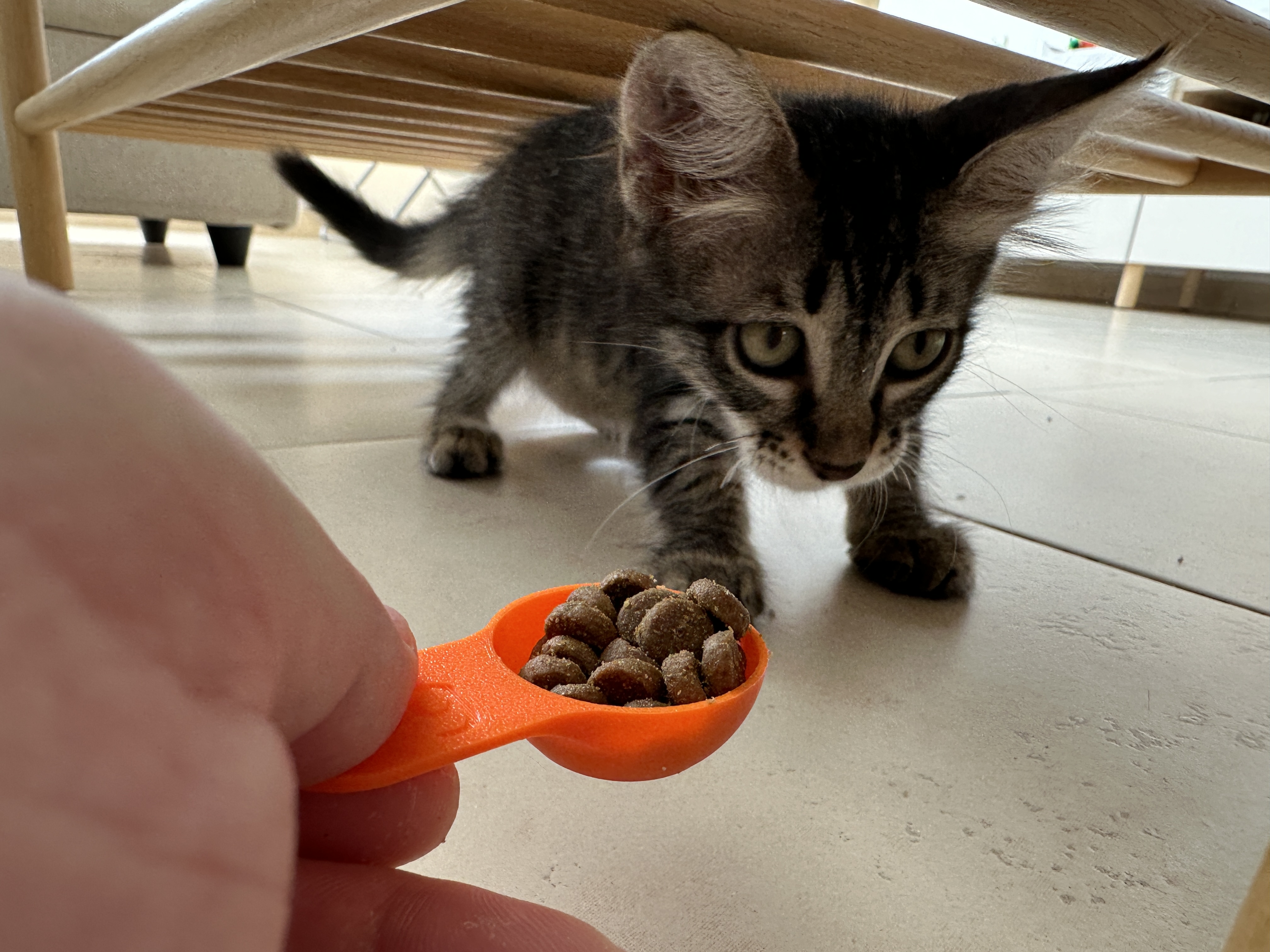 Dry Cat Food Measuring Spoons by infinimorph_eni MakerWorld