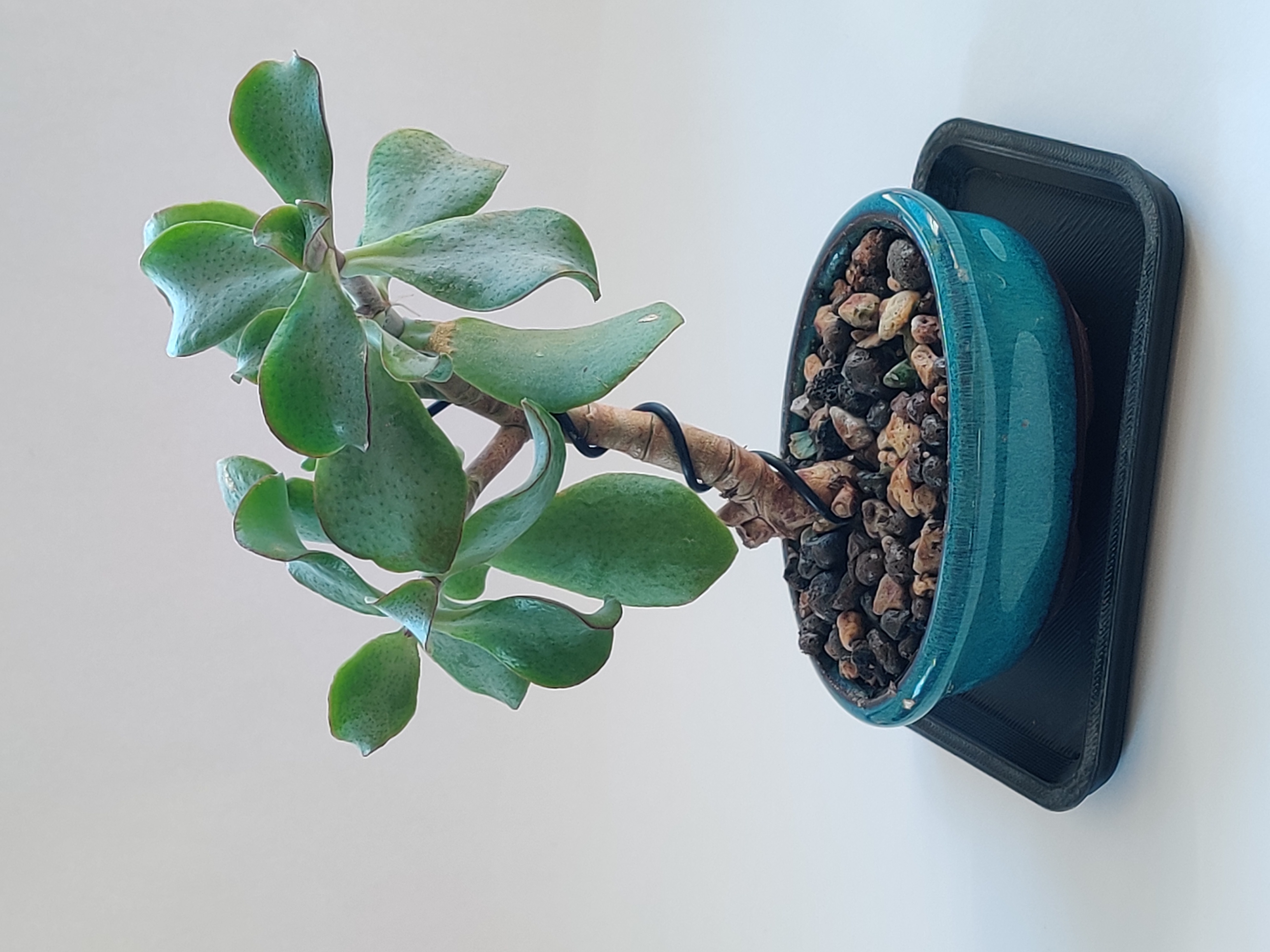 Bonsai humidity tray