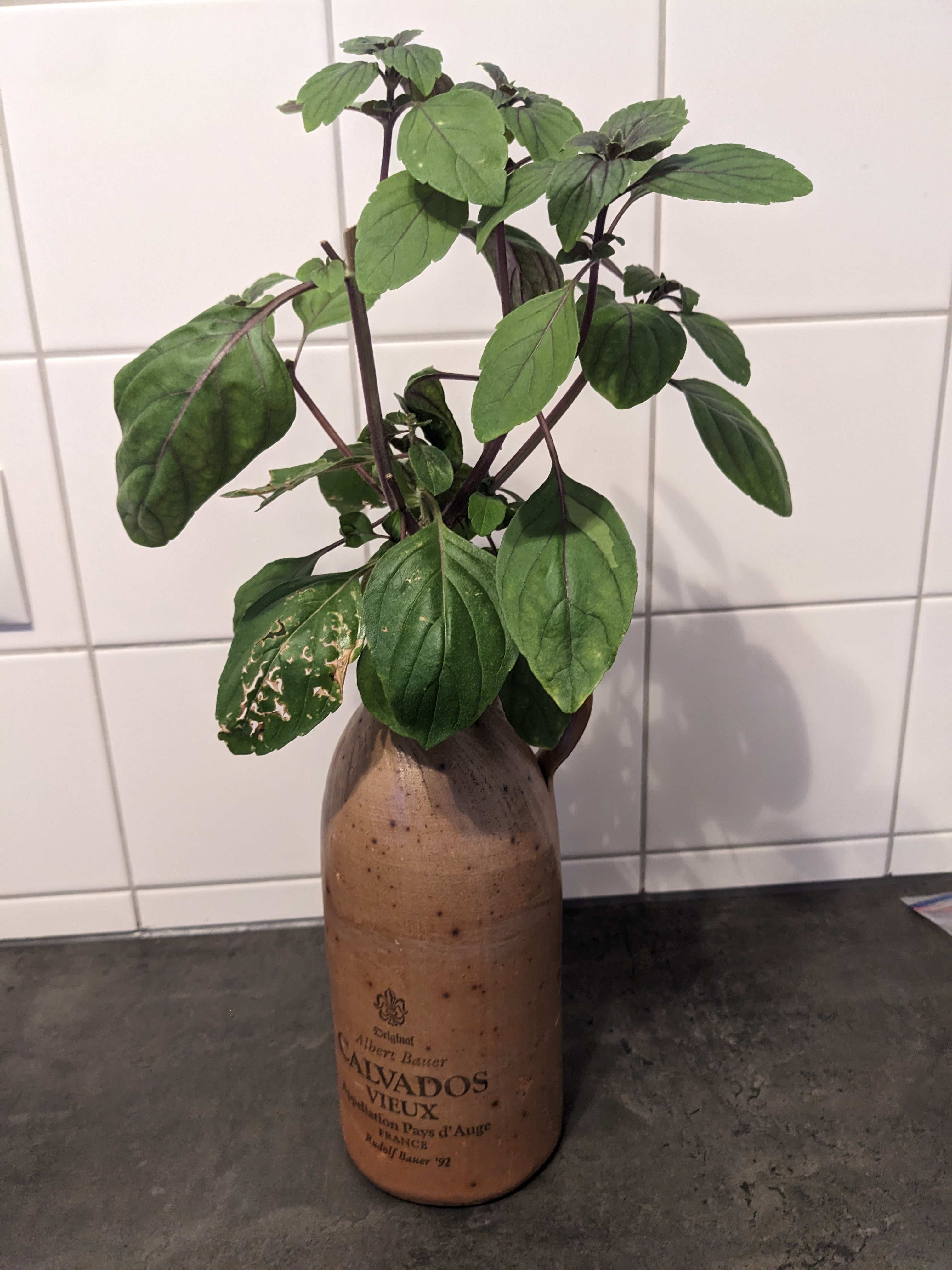 Hydroponic Kratky Bottle Adapter - Vase mode ultrafast — thumbnail 6