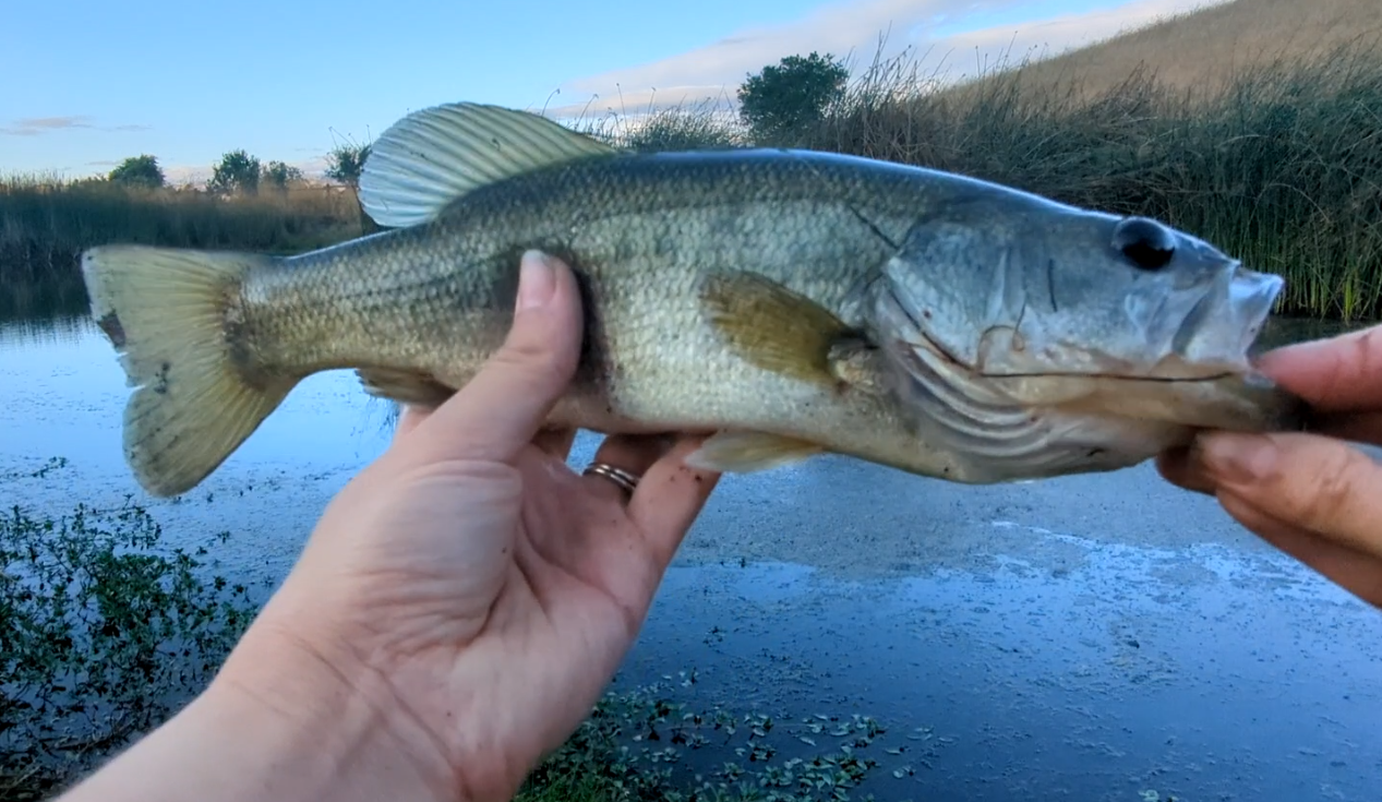 Hinged Lure — thumbnail 2