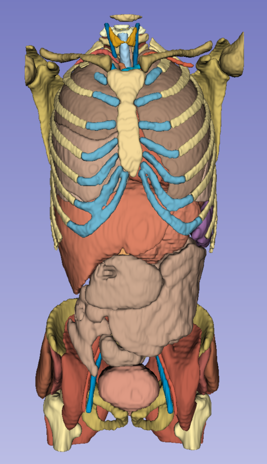 Adult Human Anatomy 3 - CT Scan