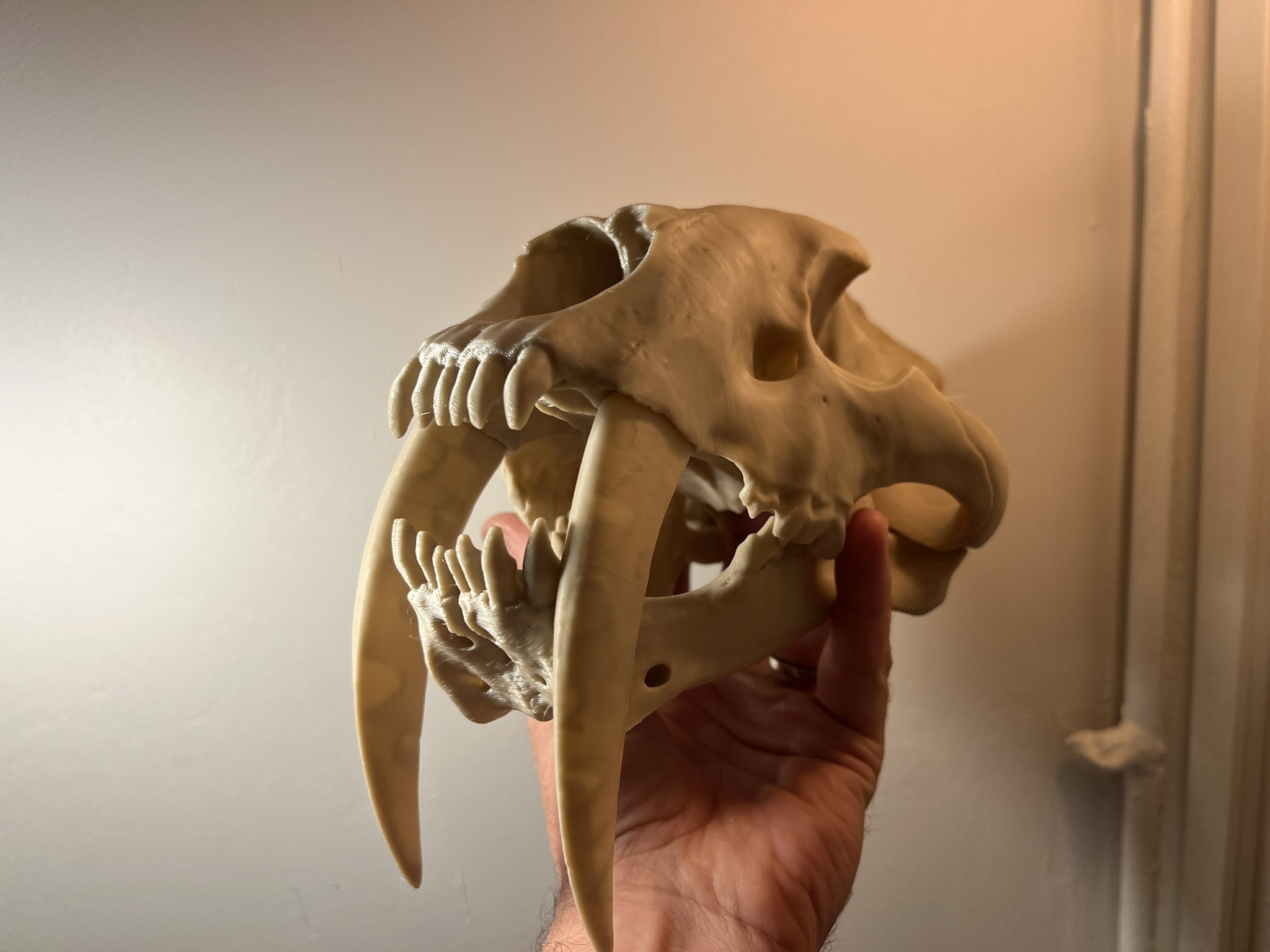 Sabertoothed Cat Skull