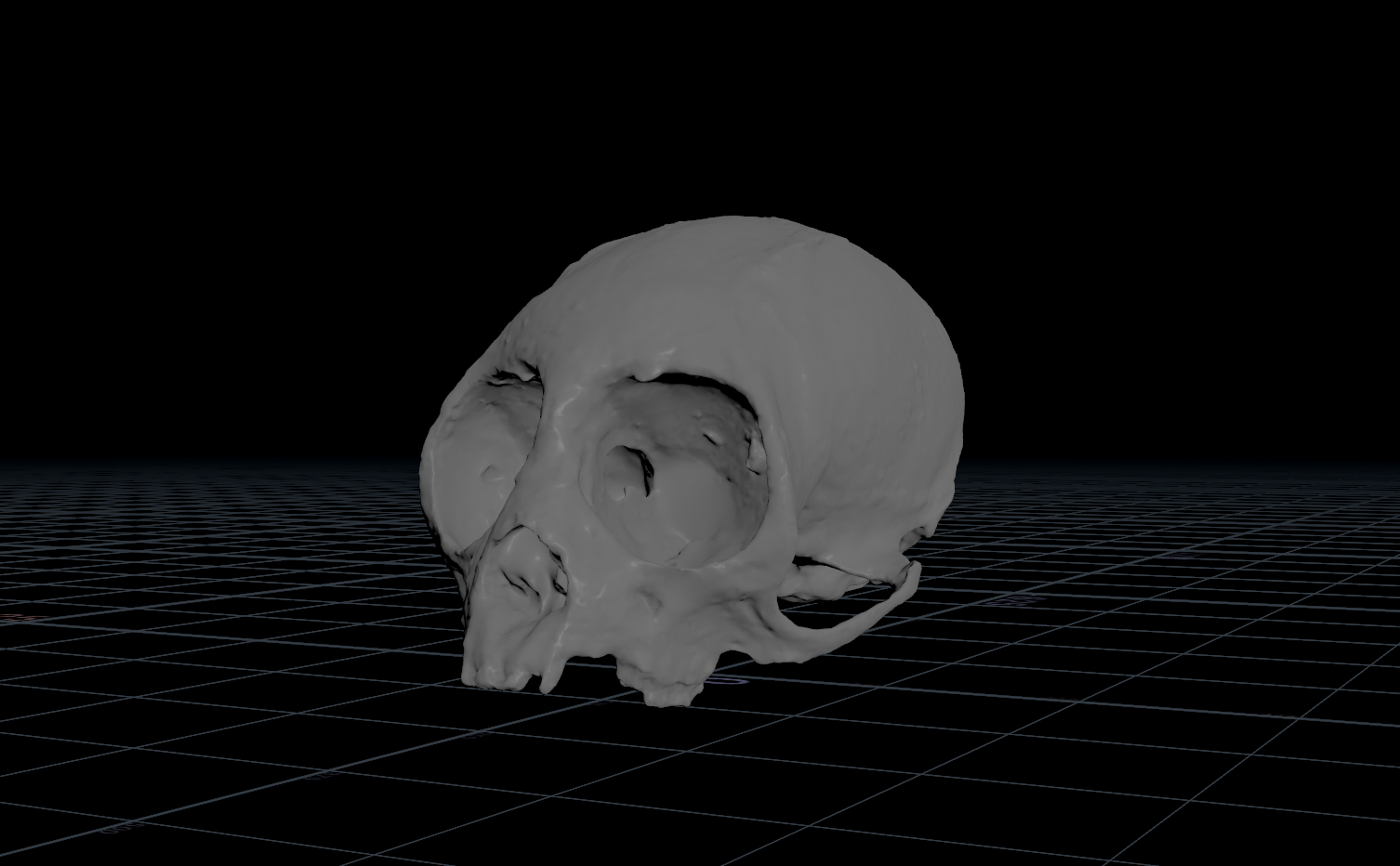 Squirrel Monkey Skull — thumbnail 5