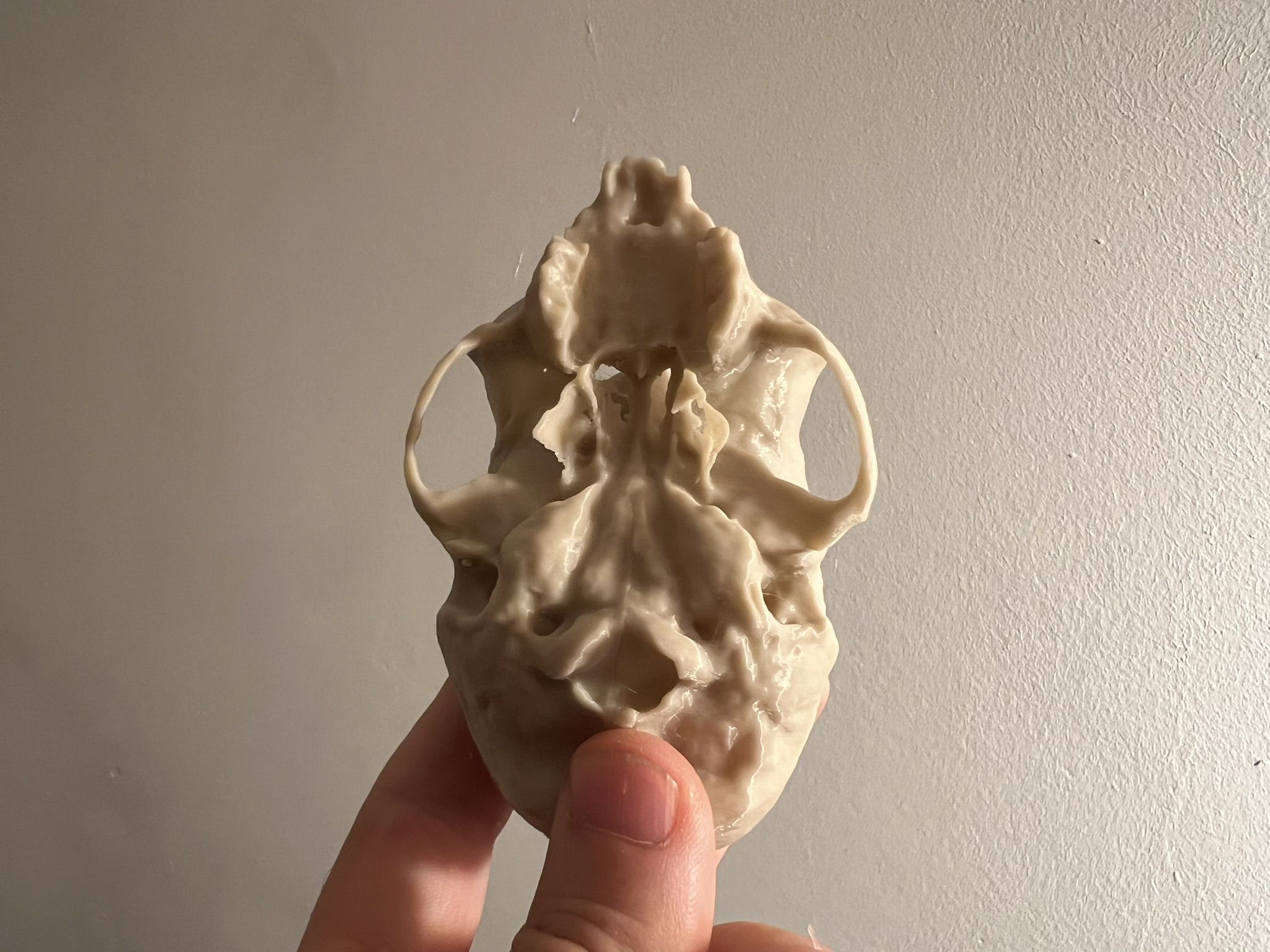 Squirrel Monkey Skull — thumbnail 4