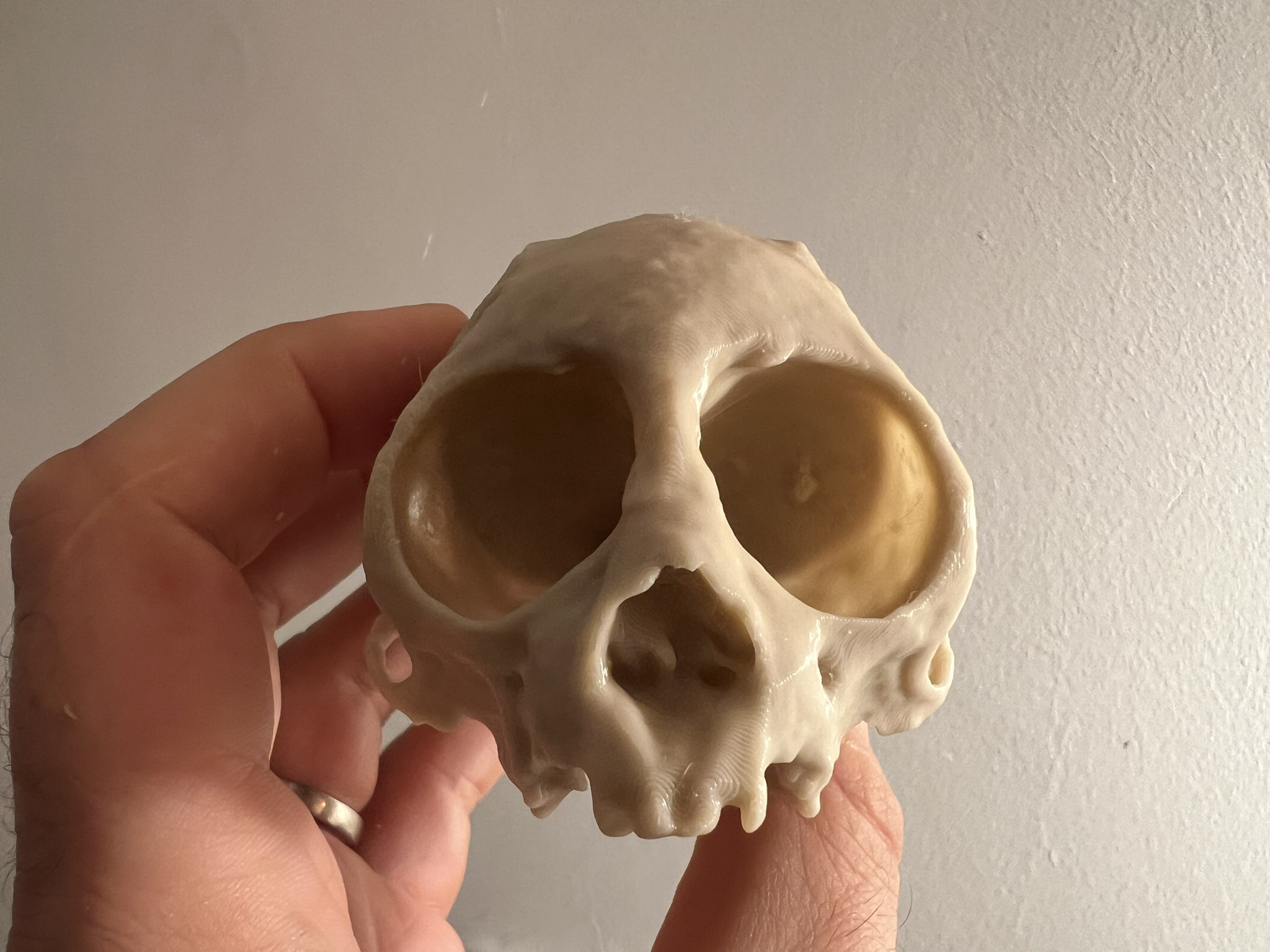 Squirrel Monkey Skull — thumbnail 3