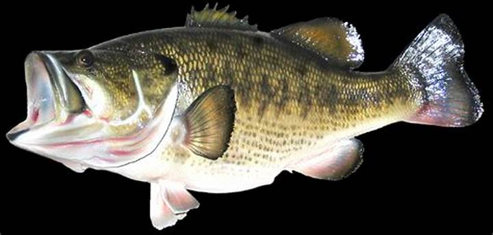 Flexi Bass
