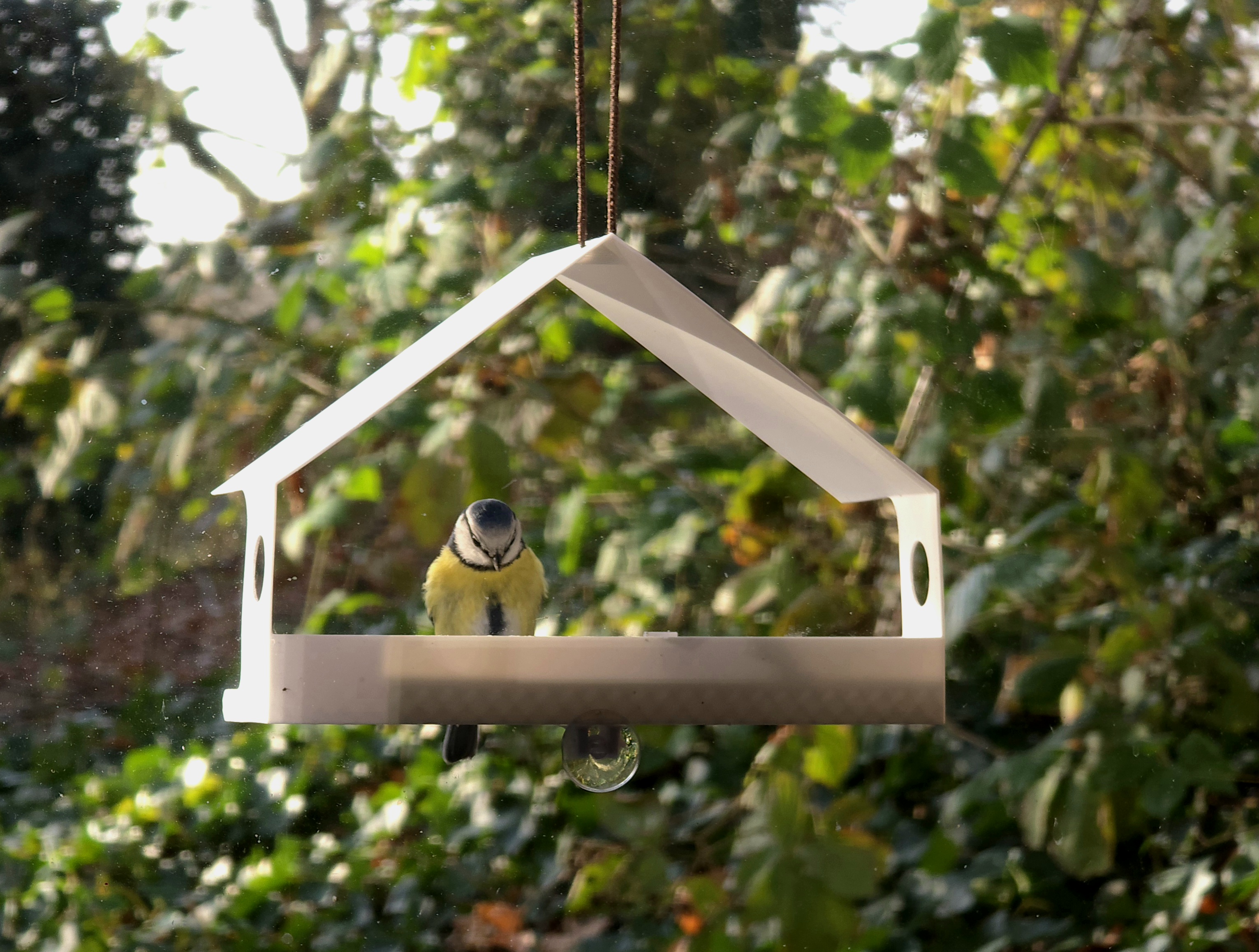 Bird house window