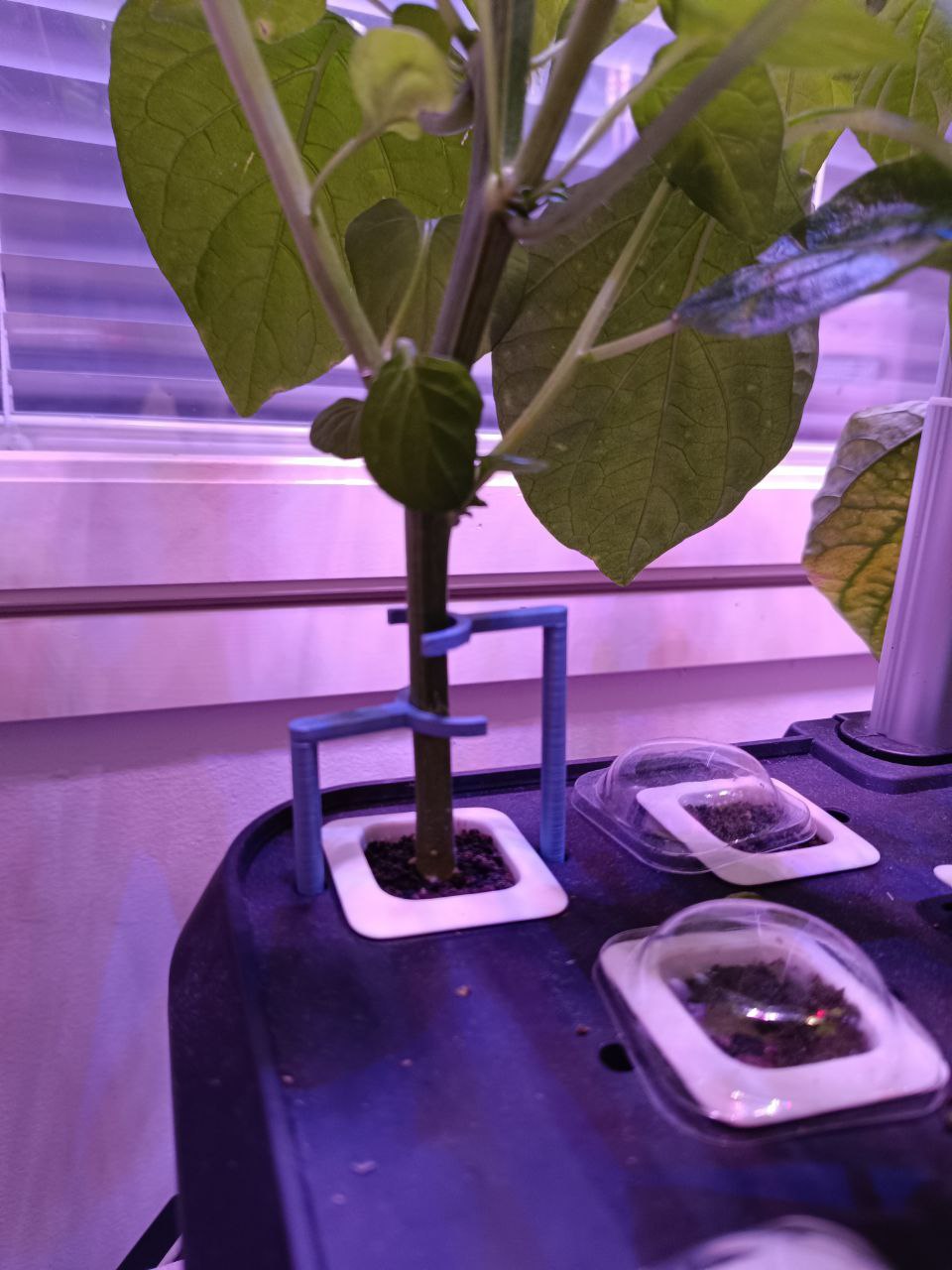Hydroponics growing system plant support