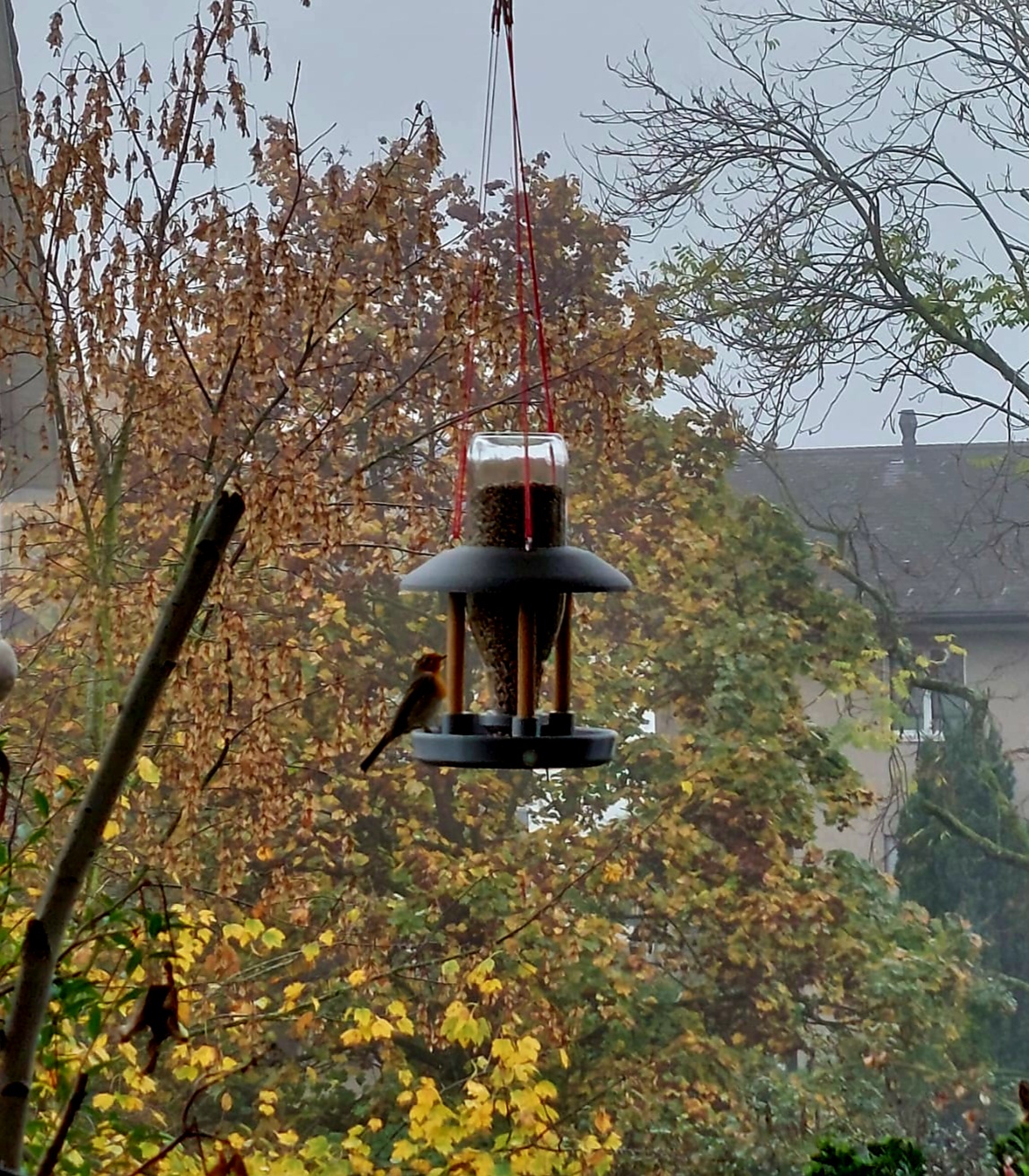 Bird Feeder — miniatura 2