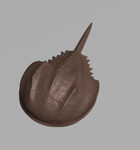 Horseshoe Crab Sculpture