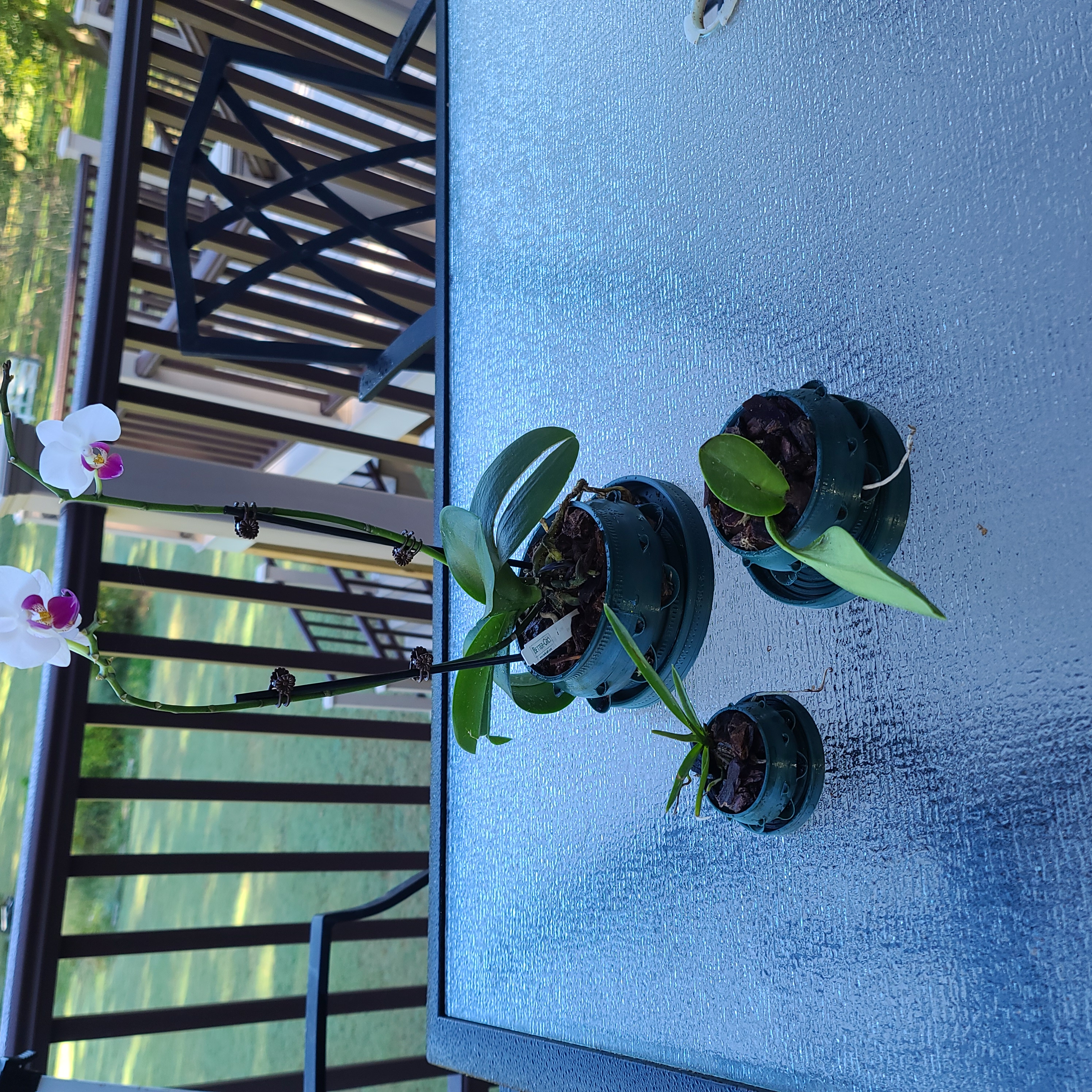 Orchid Pots with Drip Tray