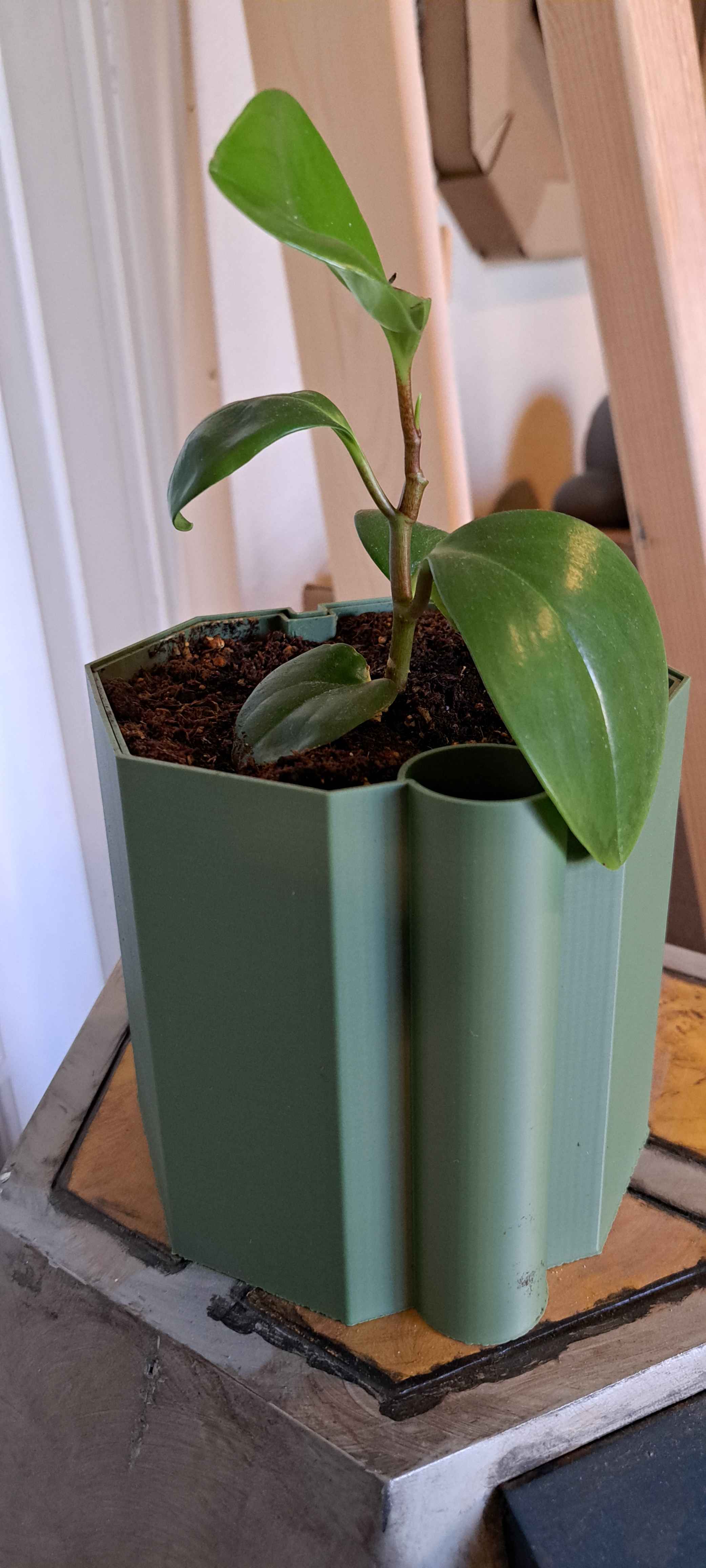 Self Watering Pot octagonal