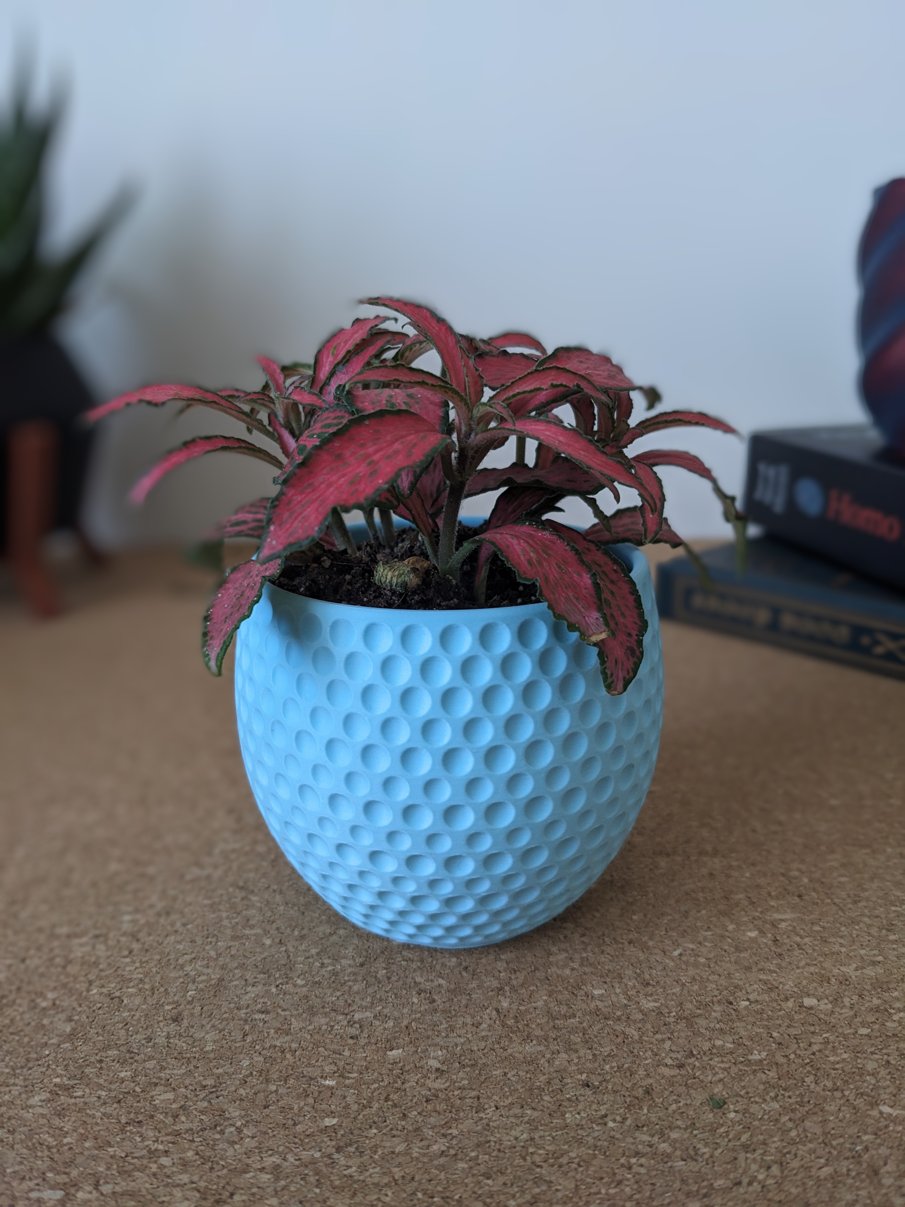 Tiny Dotted Succulent Planter