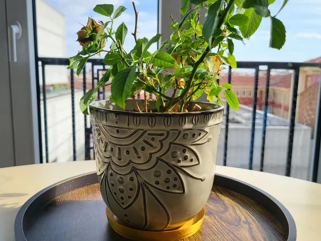 Multi-Purpose Tray for Plants and More