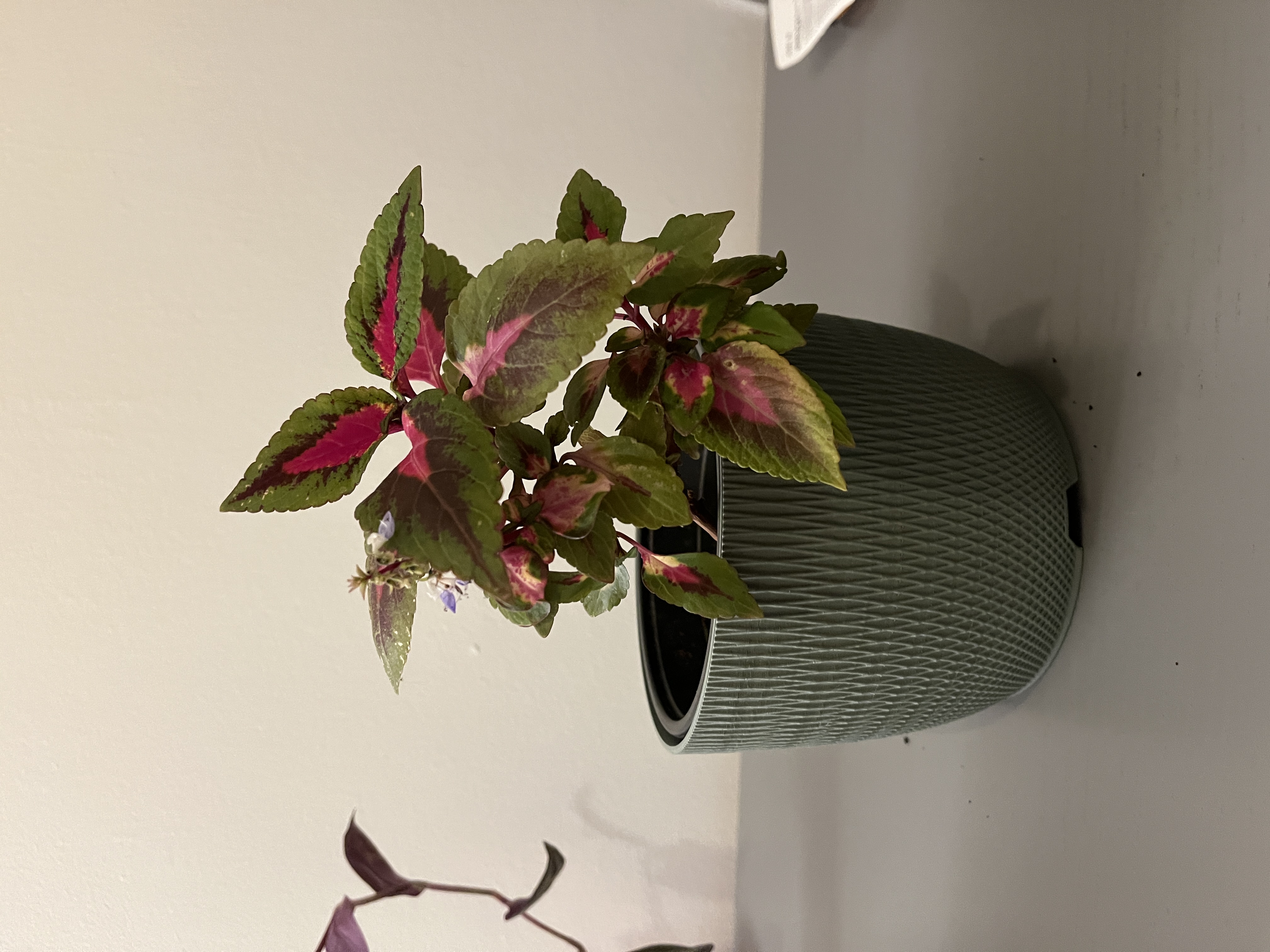 Flowerpot