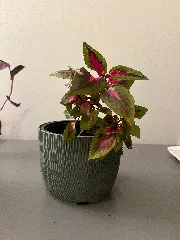 Flowerpot
