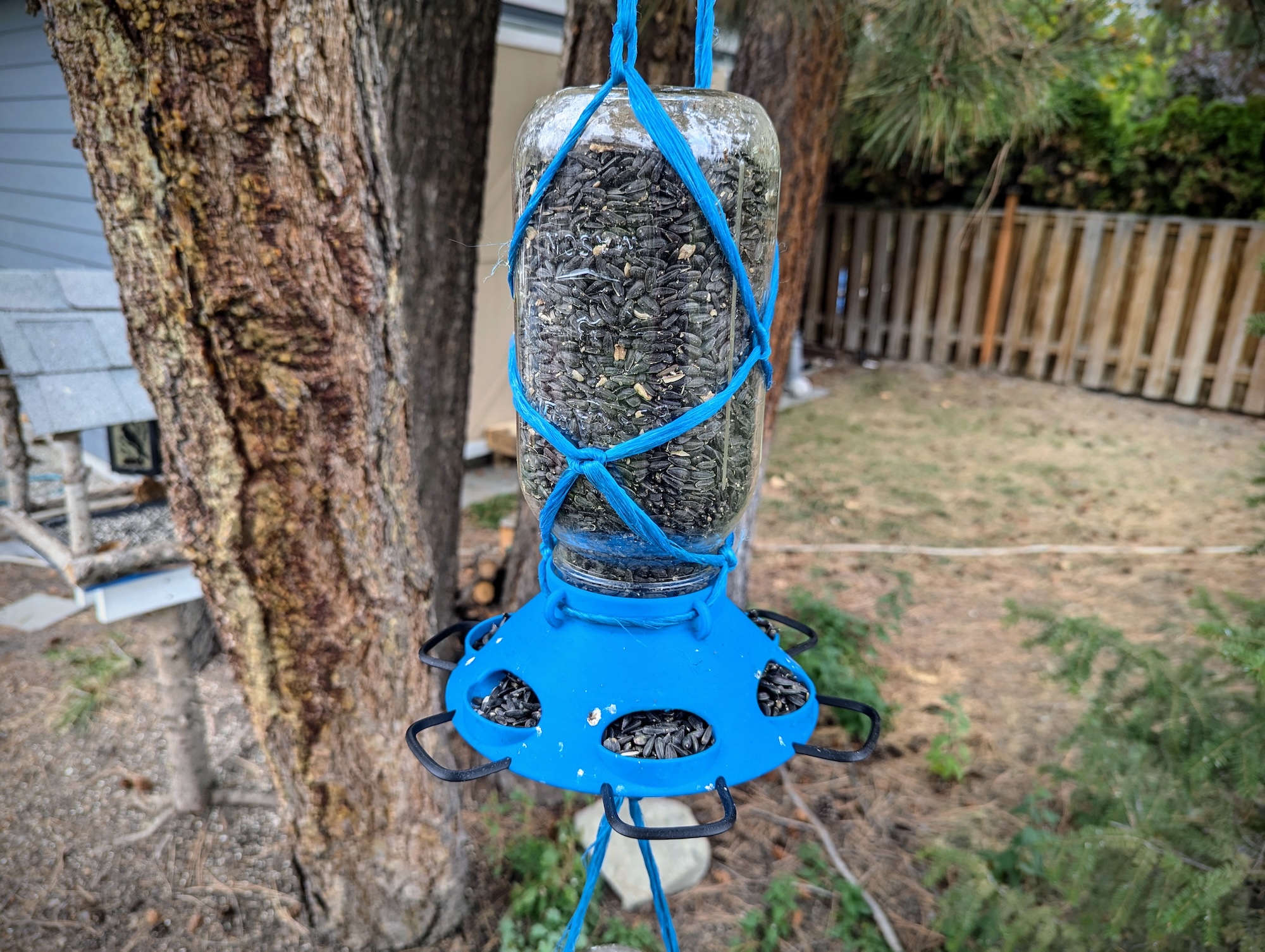 Wide Mouth Mason Bird Feeder
