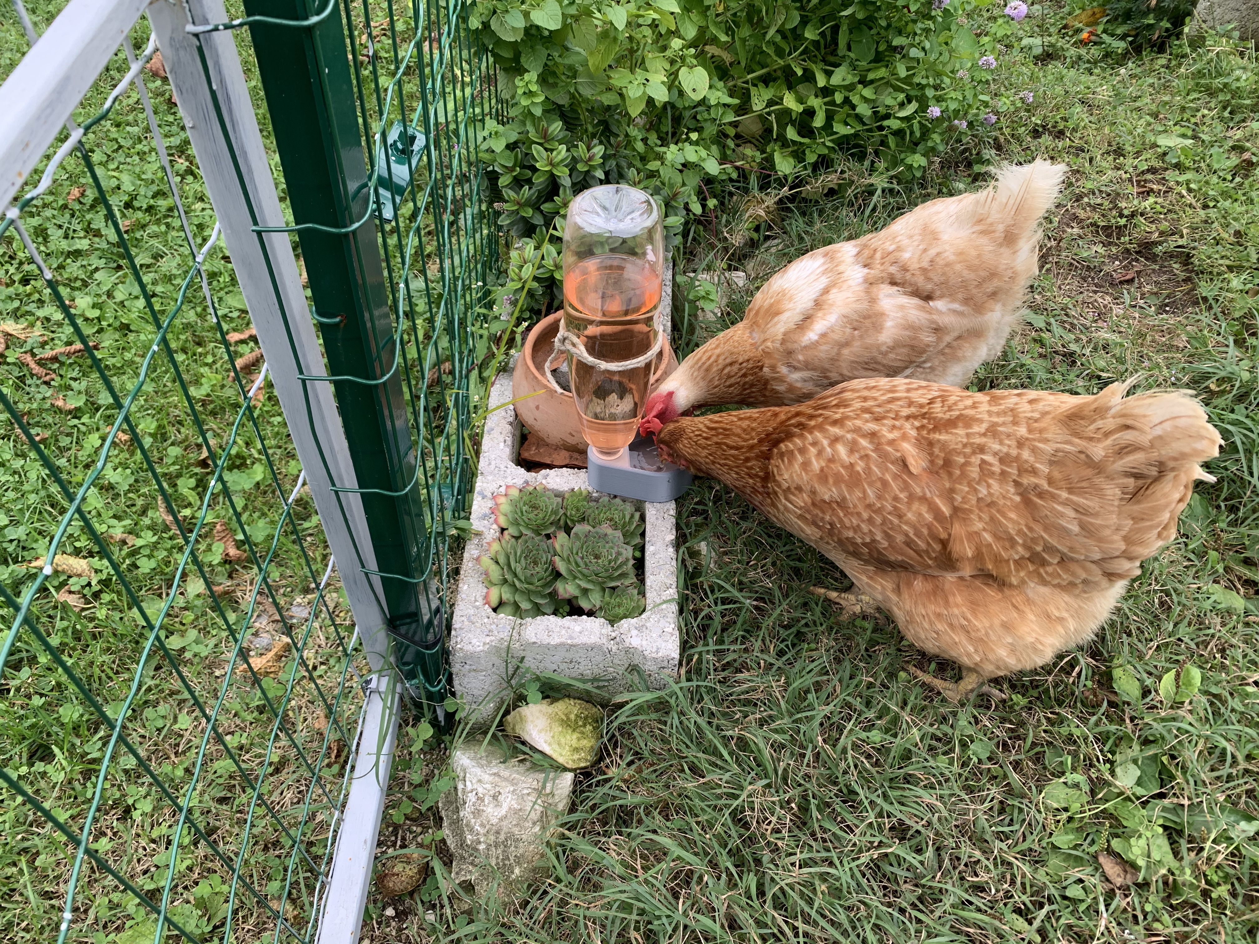 Chicken drinking trough — miniatura 3