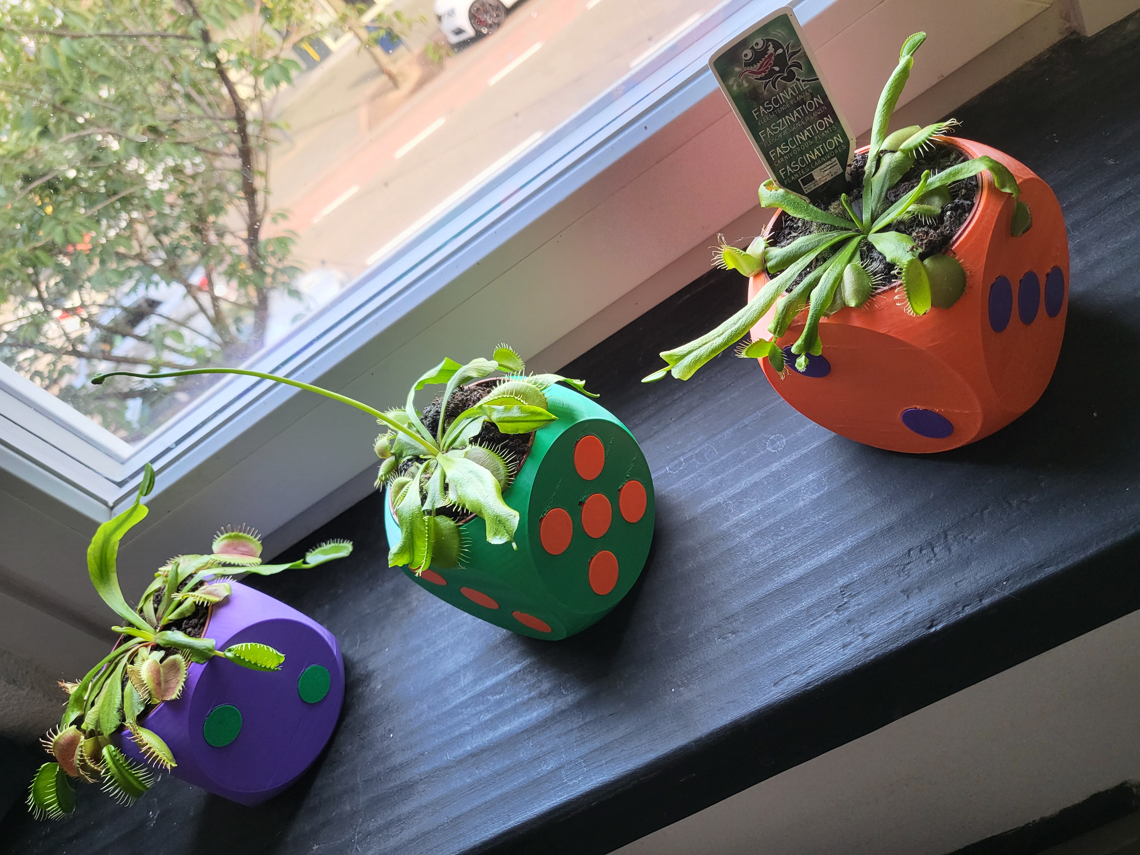 Dice plant/flower pot