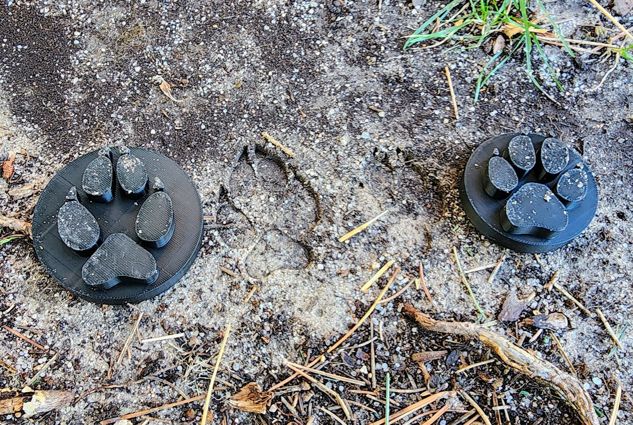 Dog and wolf tracks (paw prints)