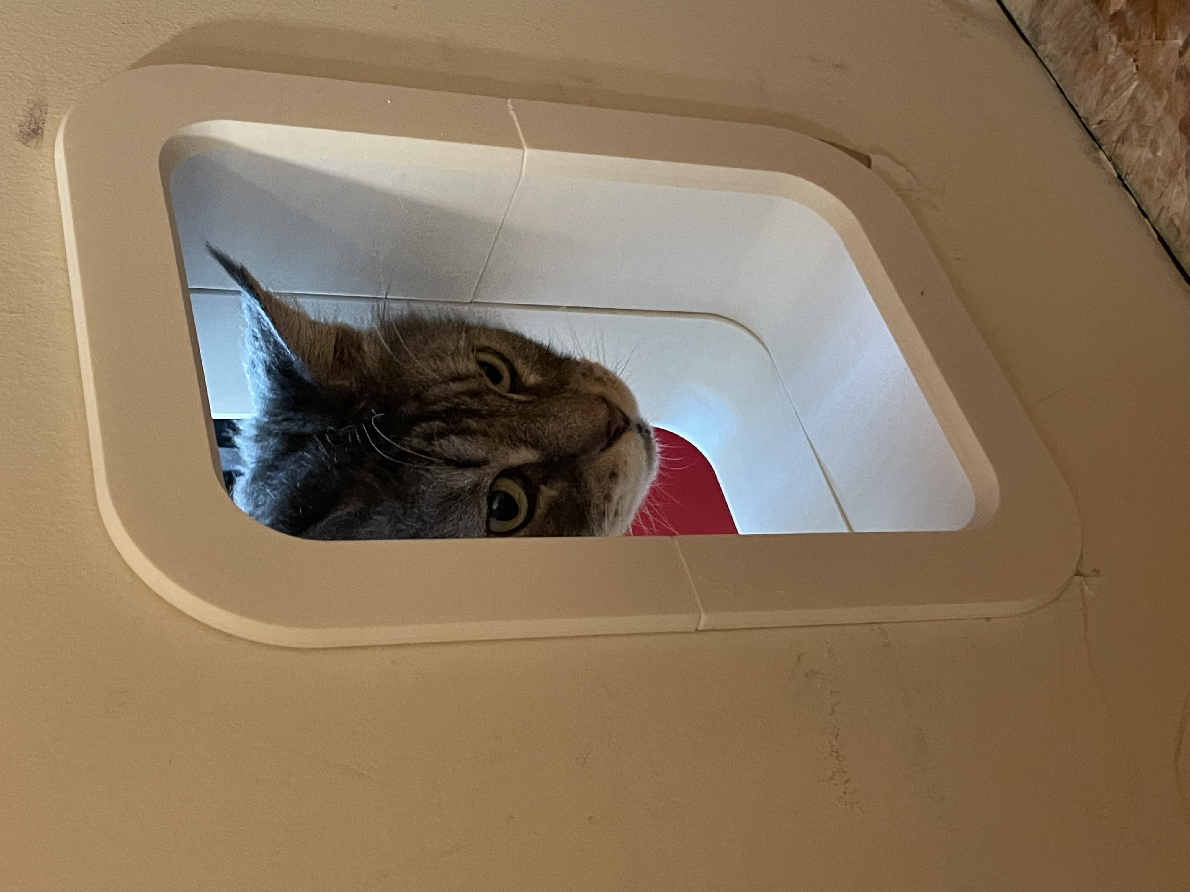 Cat Passage for Tall Cats