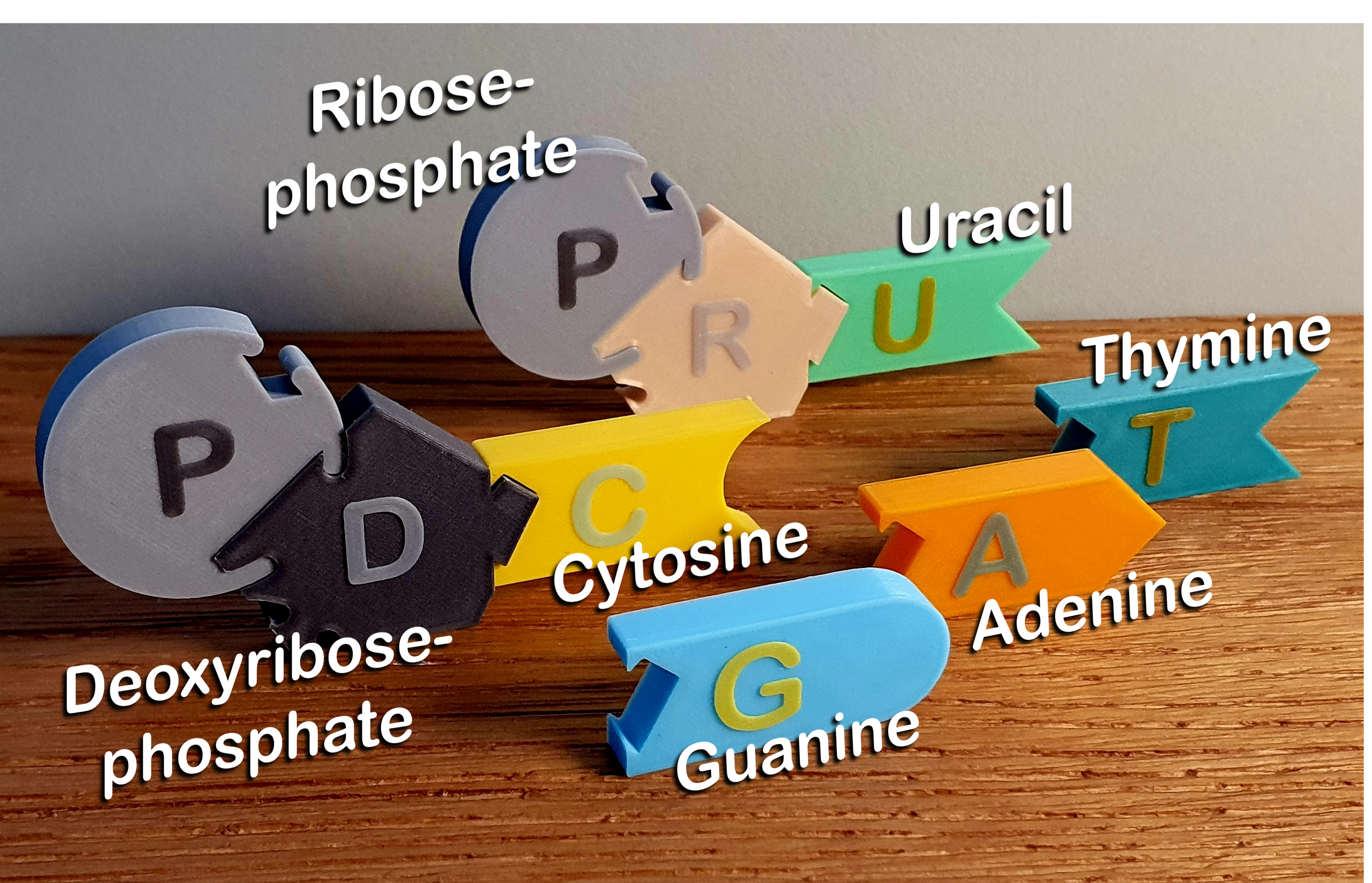 DNA Model