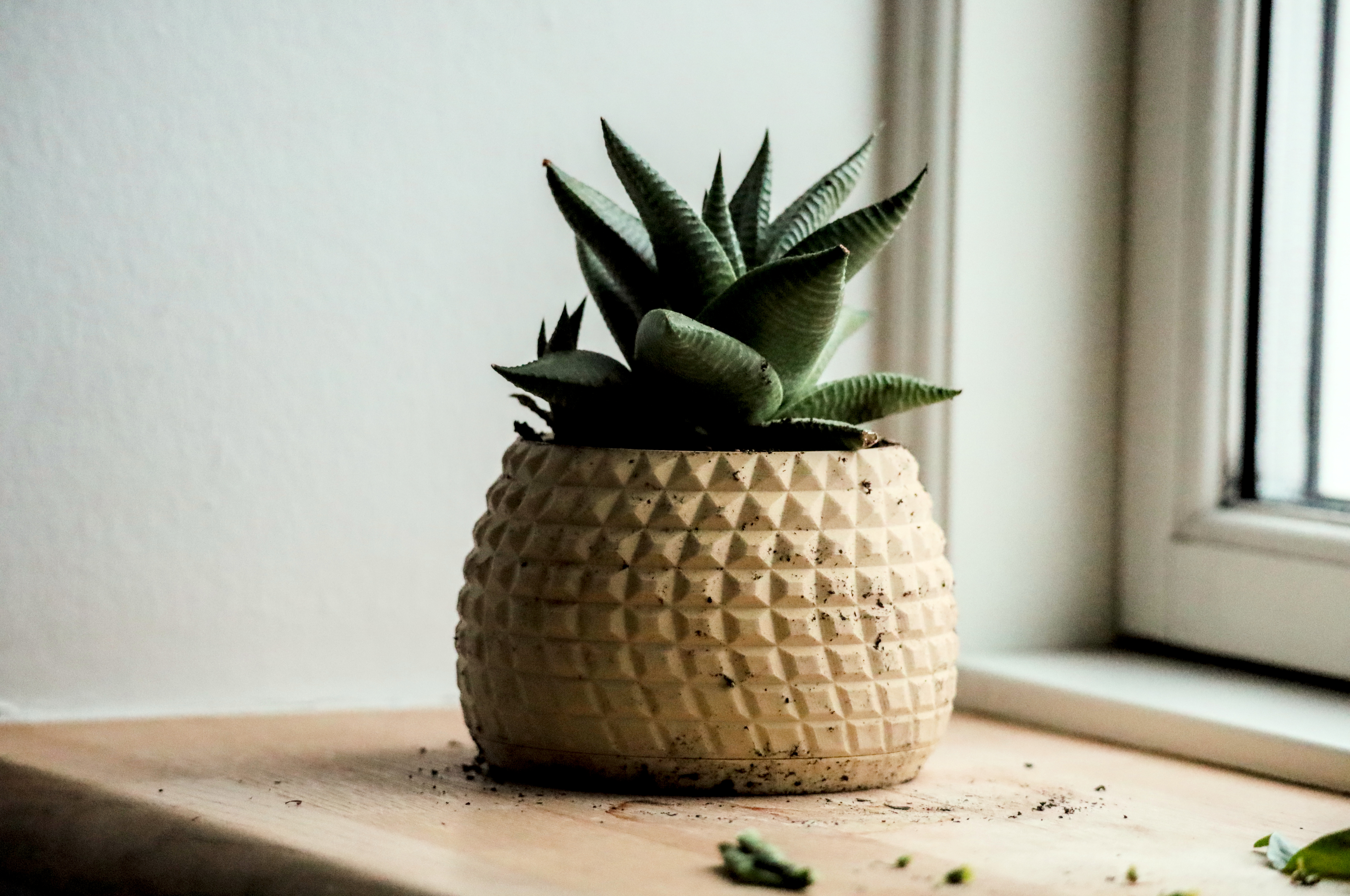 Pot 18