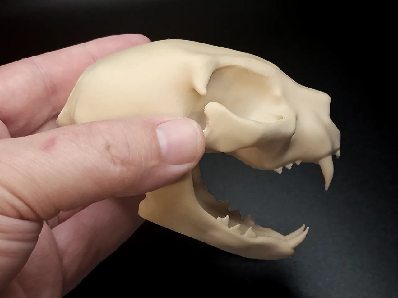 Vinny Cat on skull/立体アート Vinny Cat on skull/立体アート 美術品