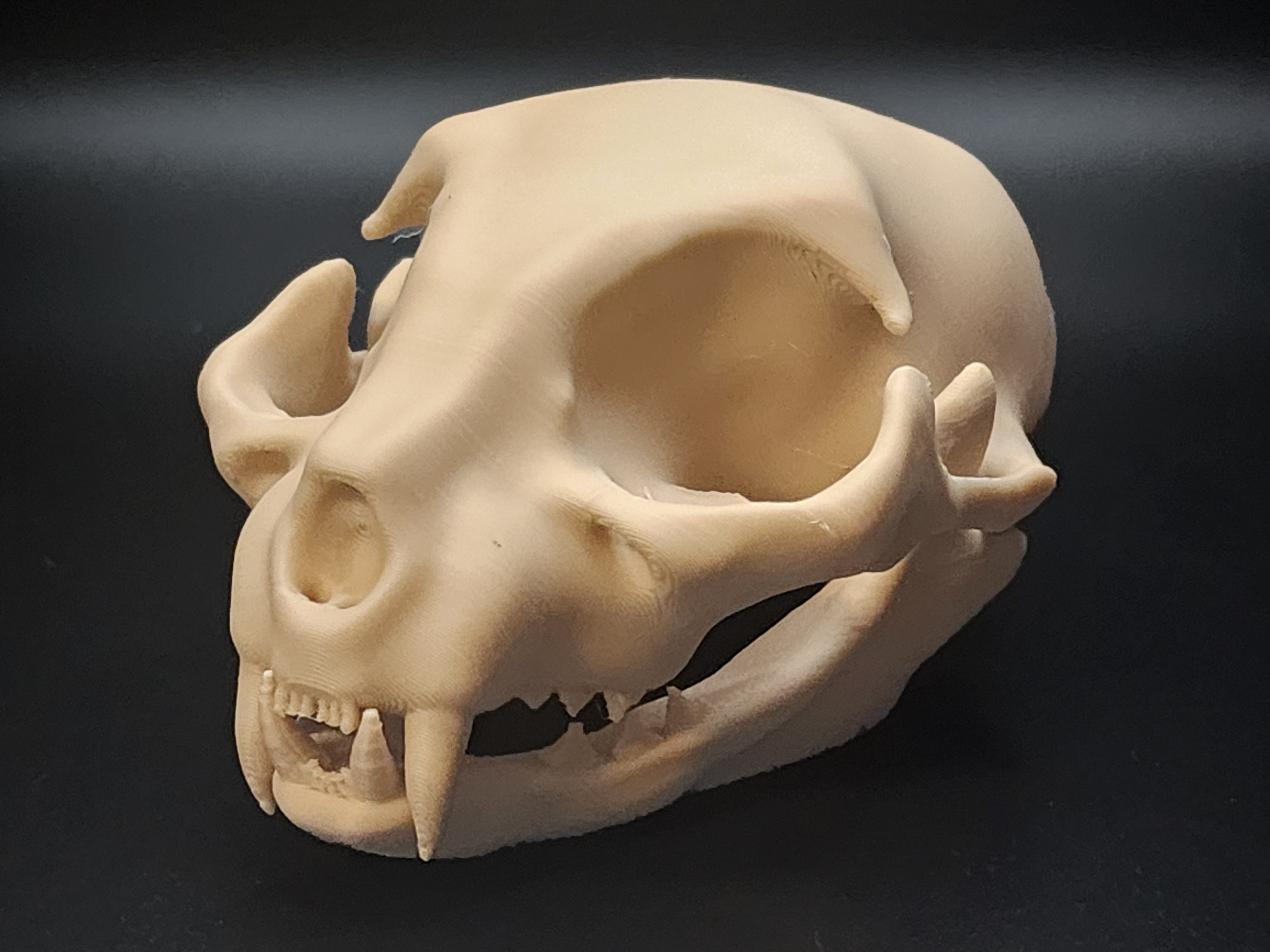Cat Skull - Easy(ish) Print